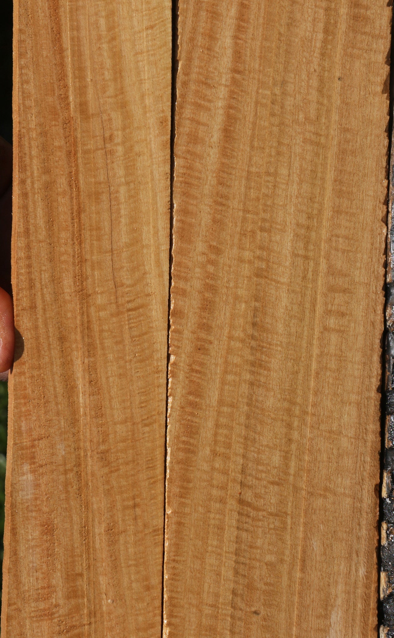 Eucalyptus Lumber 2 Pack