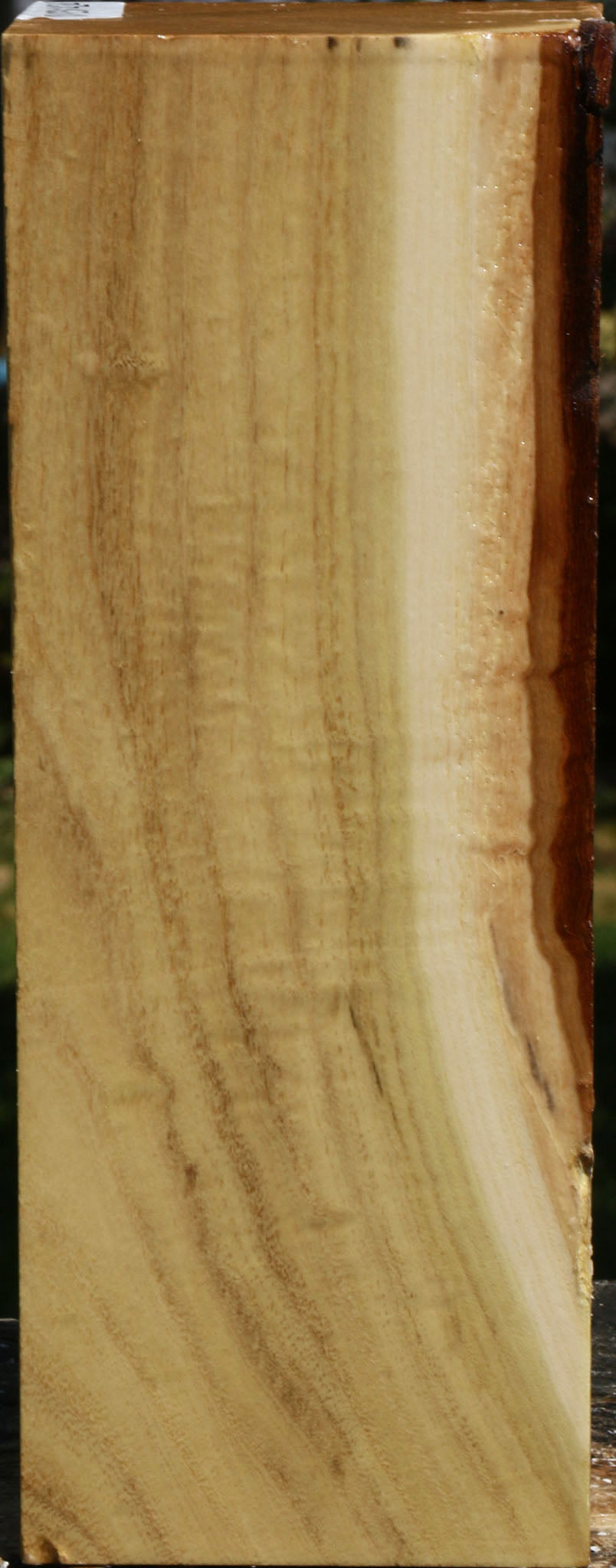 Figured Black Locust Vessel Blank