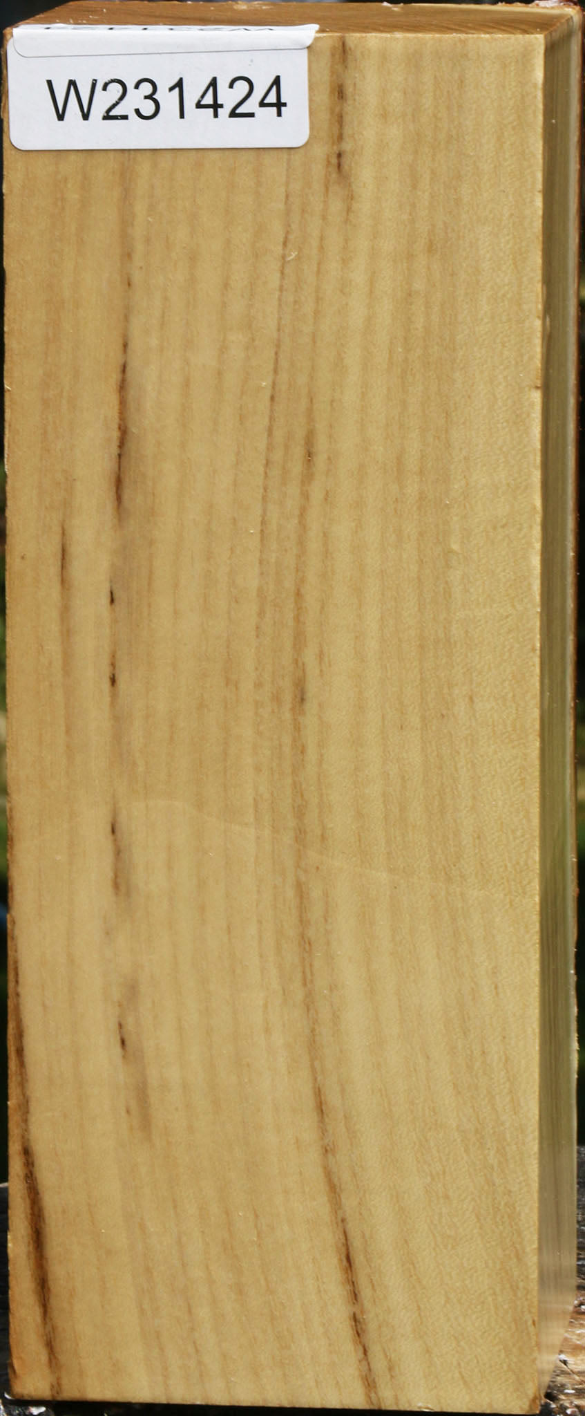 Figured Black Locust Vessel Blank
