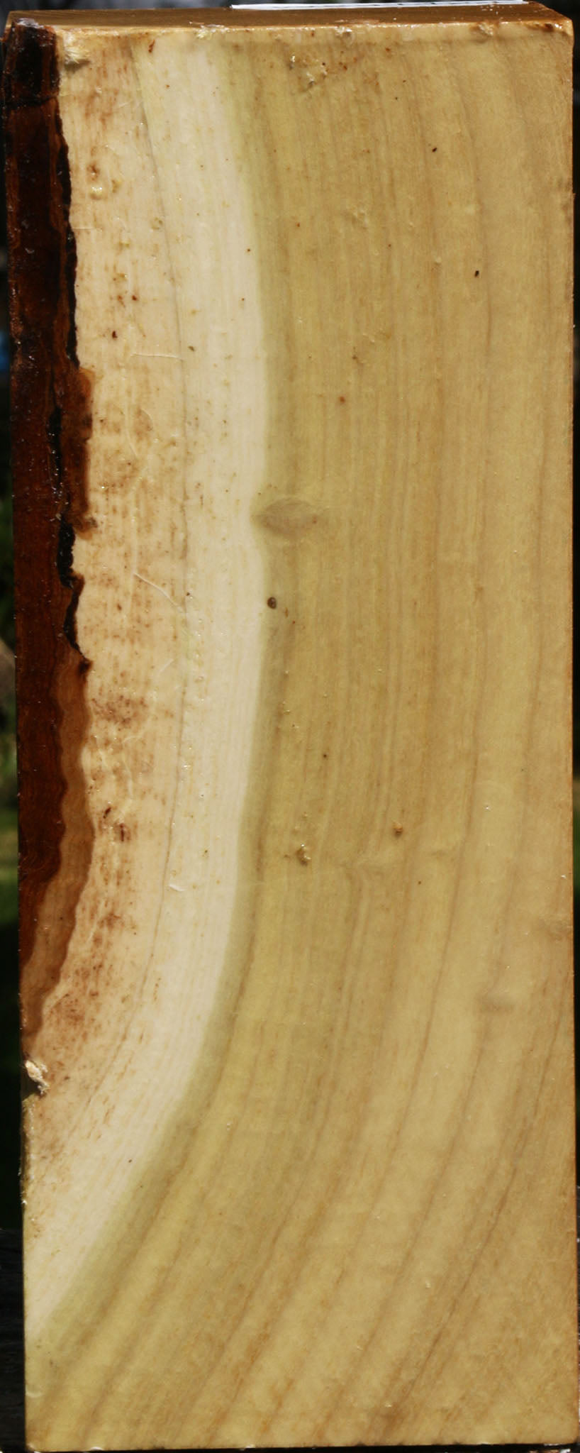 Figured Black Locust Vessel Blank