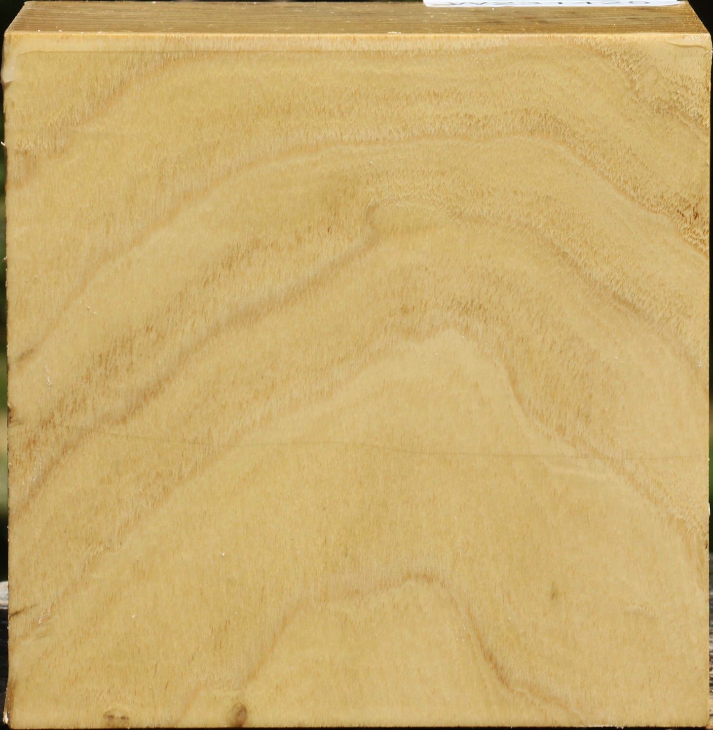 Black Locust Bowl Blank