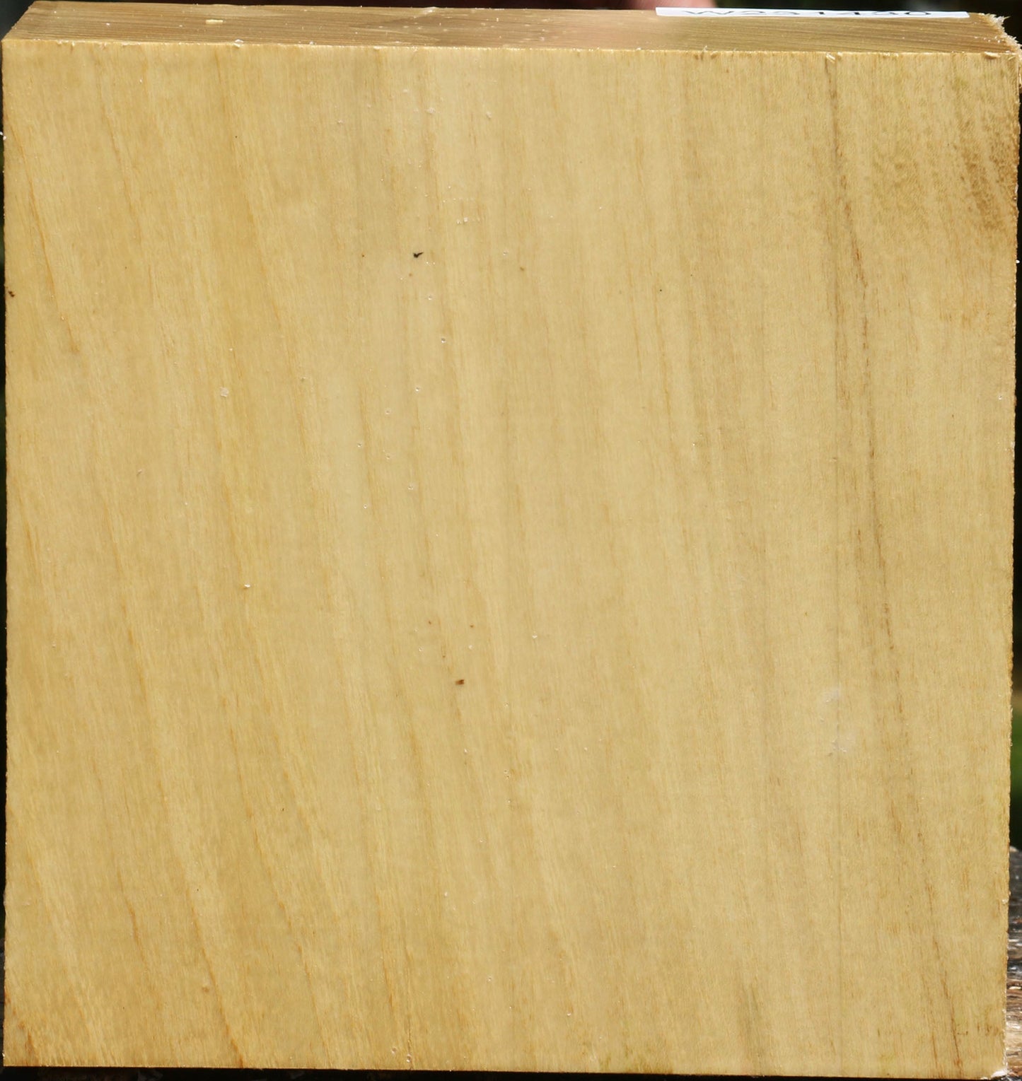 Black Locust Bowl Blank