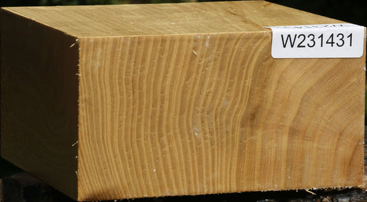 Black Locust Bowl Blank