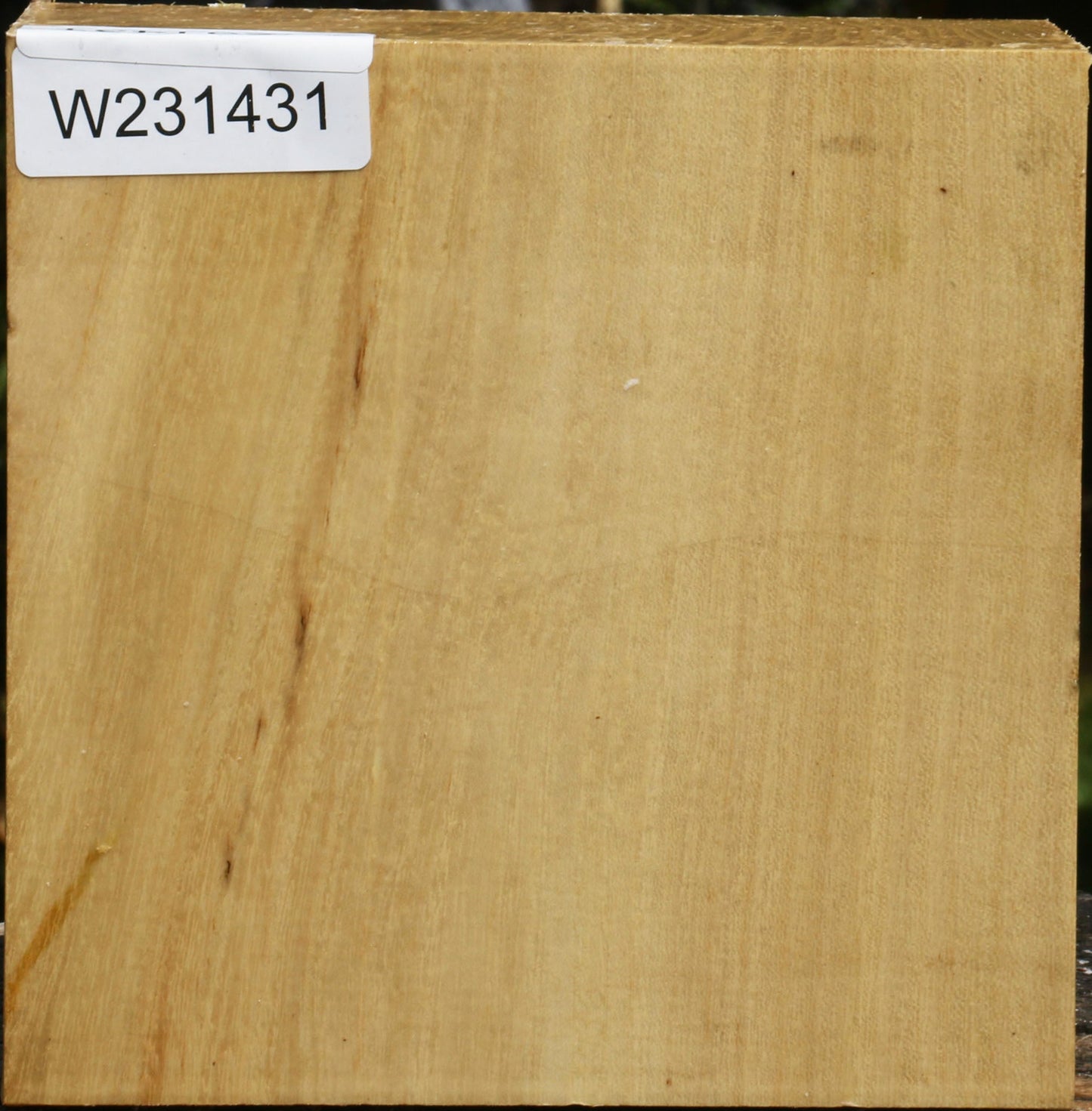 Black Locust Bowl Blank