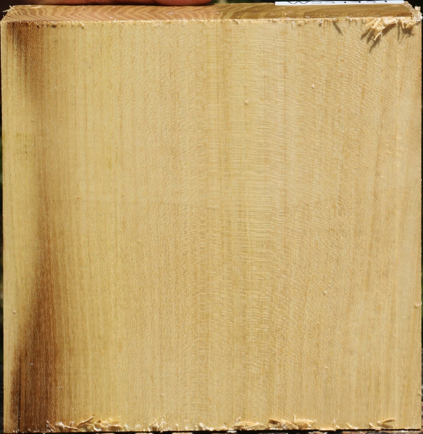 Black Locust Bowl Blank