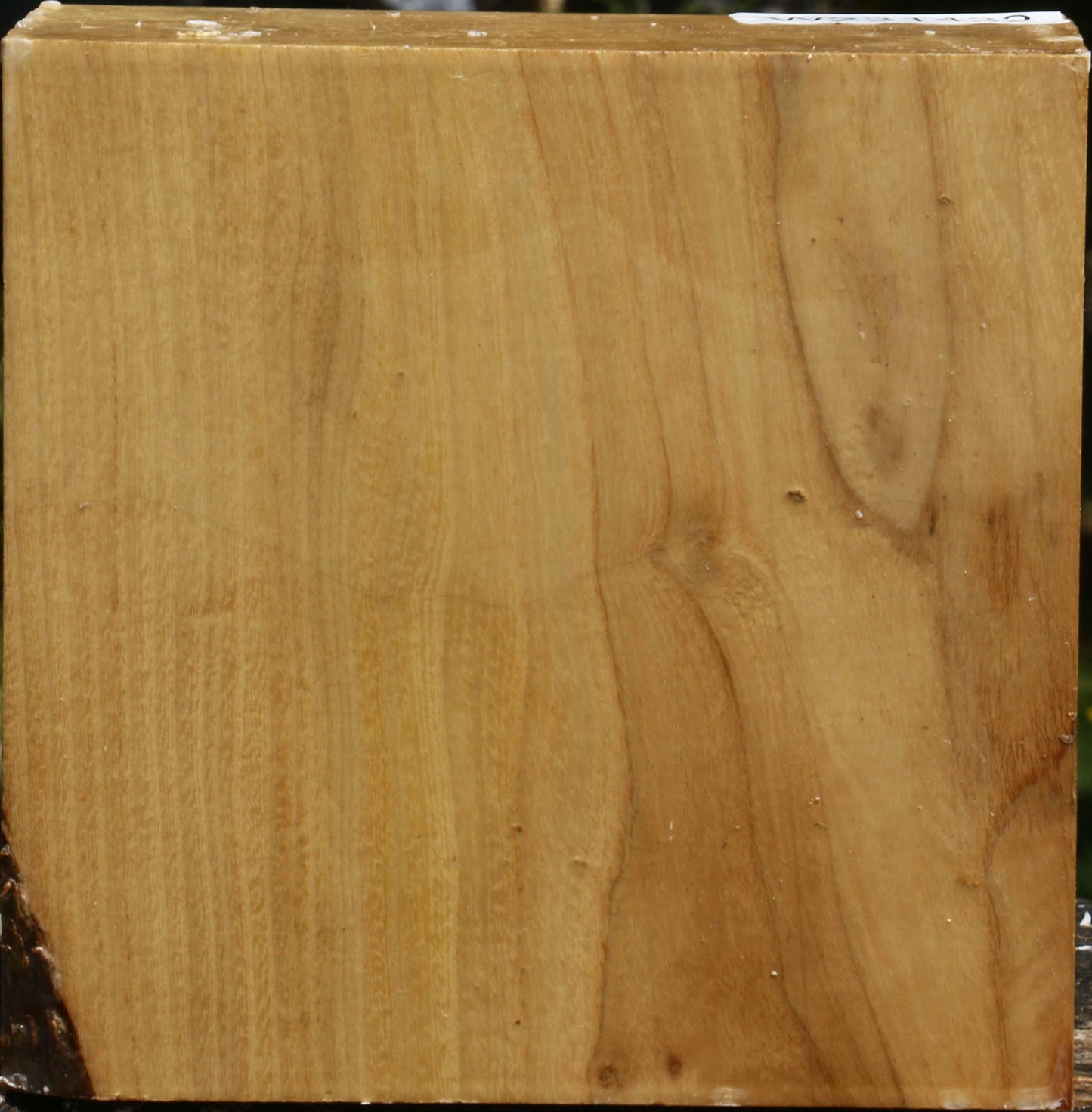 Black Locust Bowl Blank