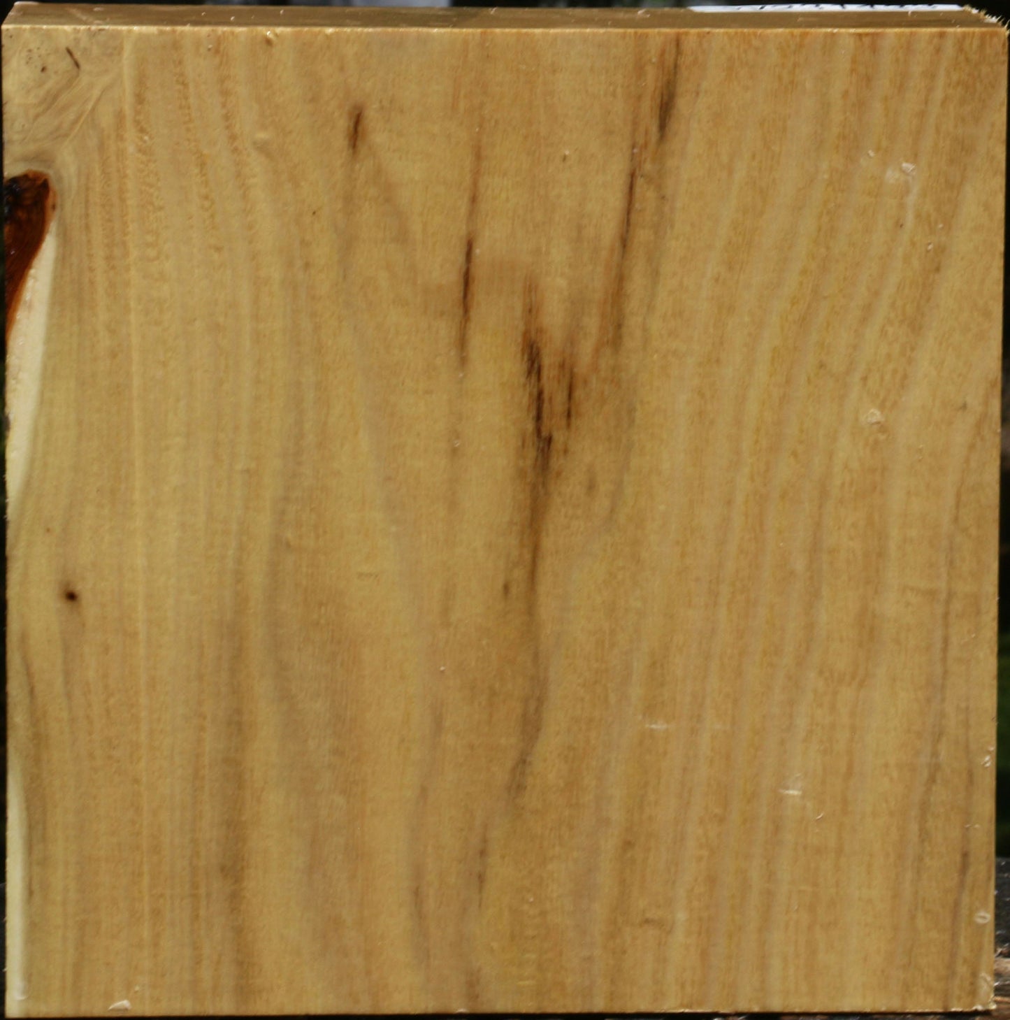 Black Locust Bowl Blank