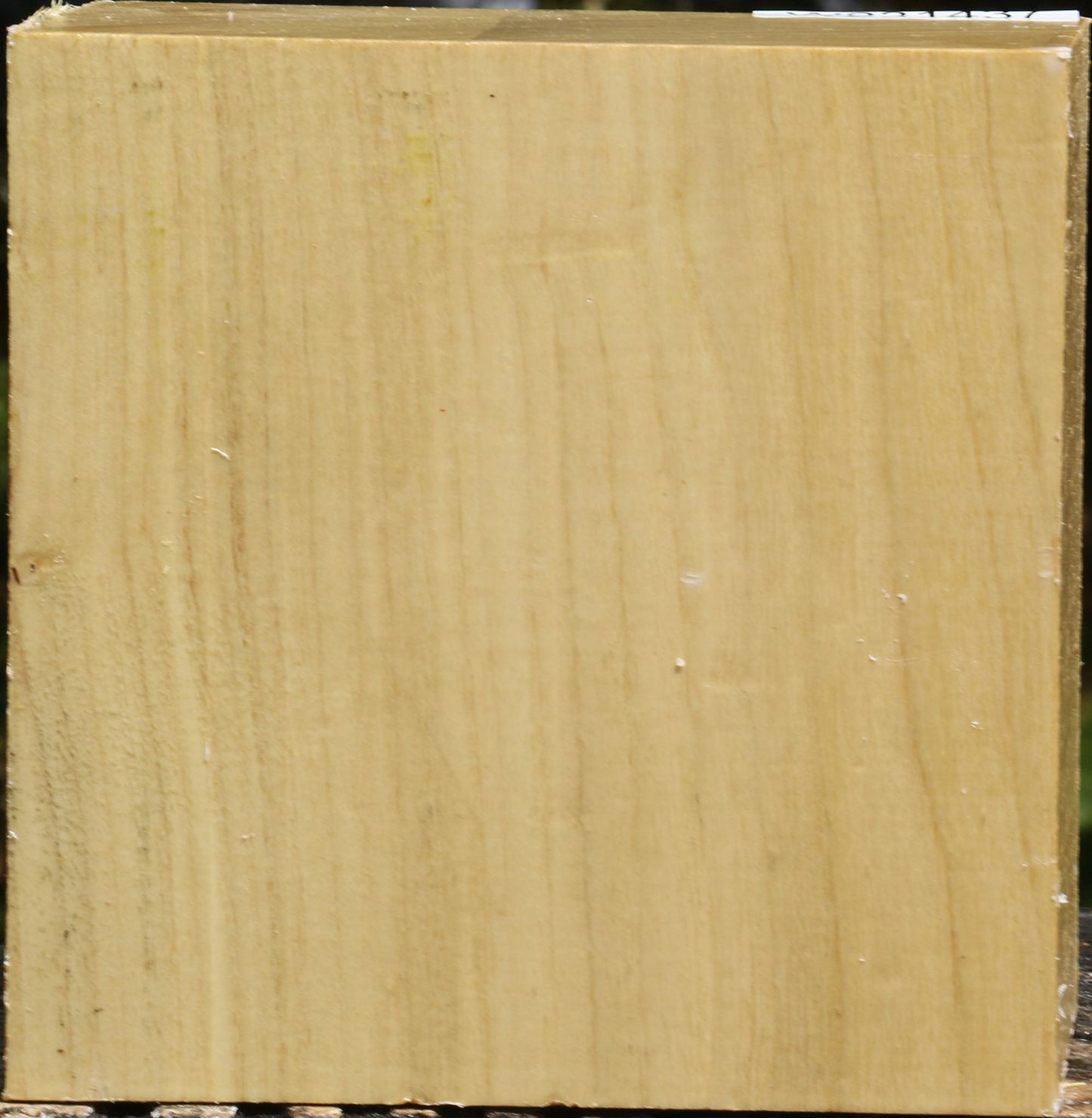 Black Locust Bowl Blank