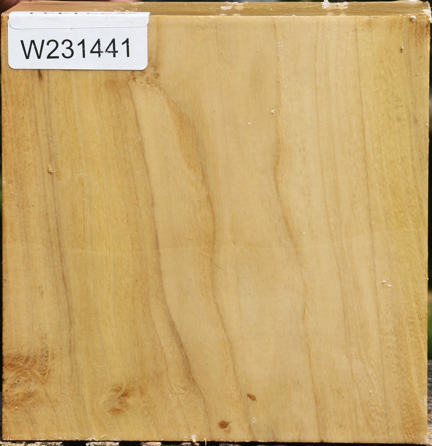 Black Locust Bowl Blank