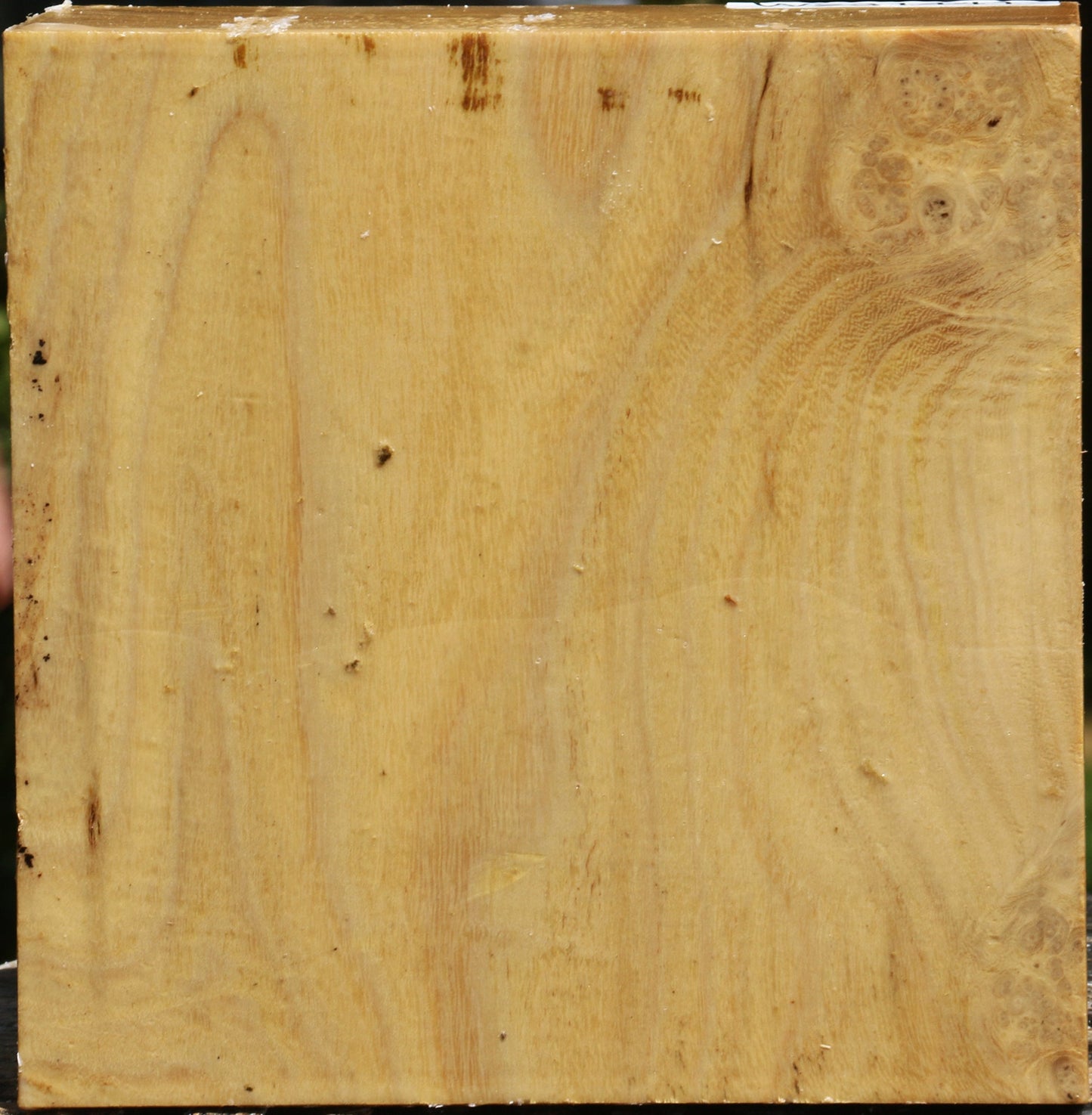 Black Locust Bowl Blank