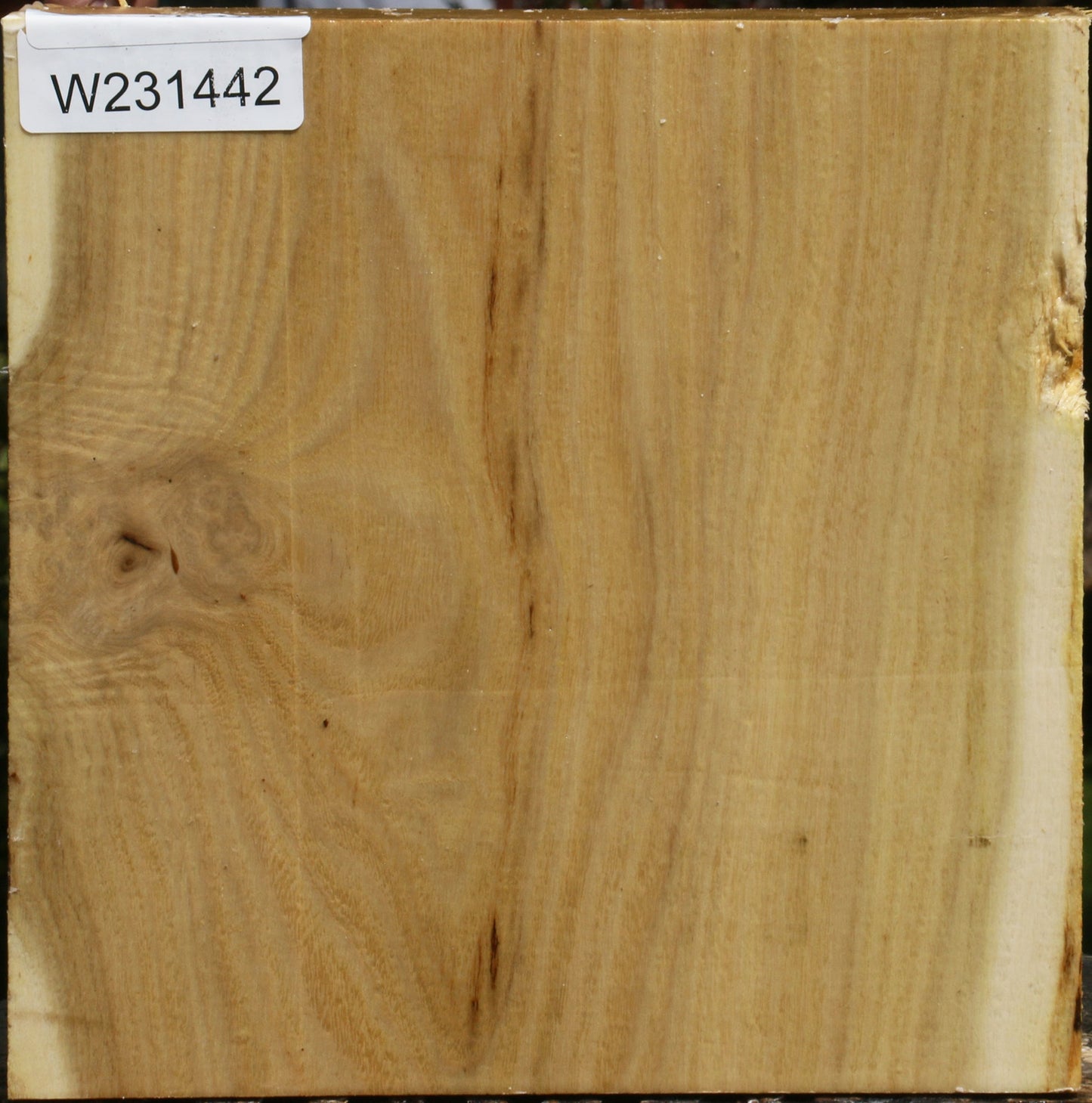 Black Locust Bowl Blank