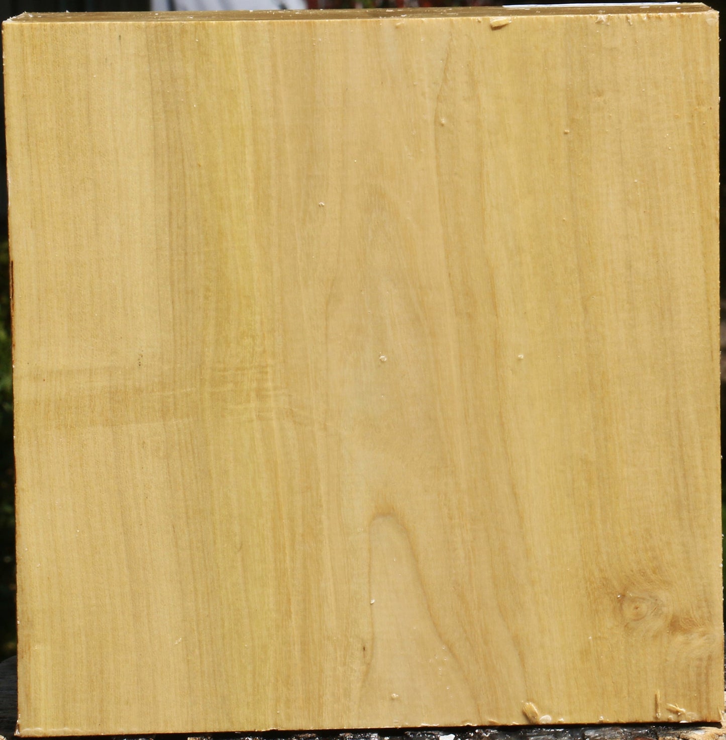 Black Locust Bowl Blank