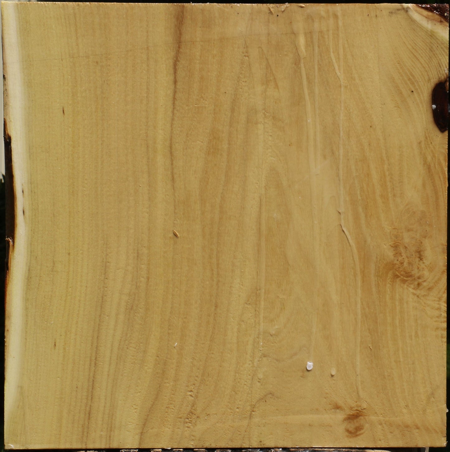 Black Locust Bowl Blank