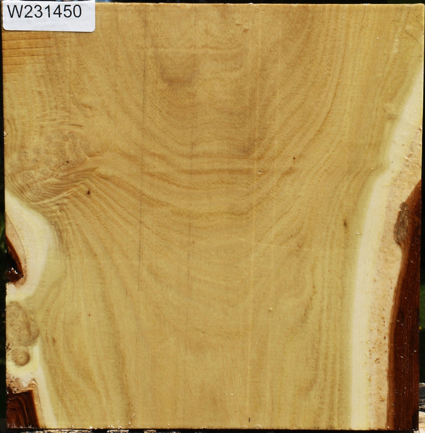 Black Locust Platter Blank