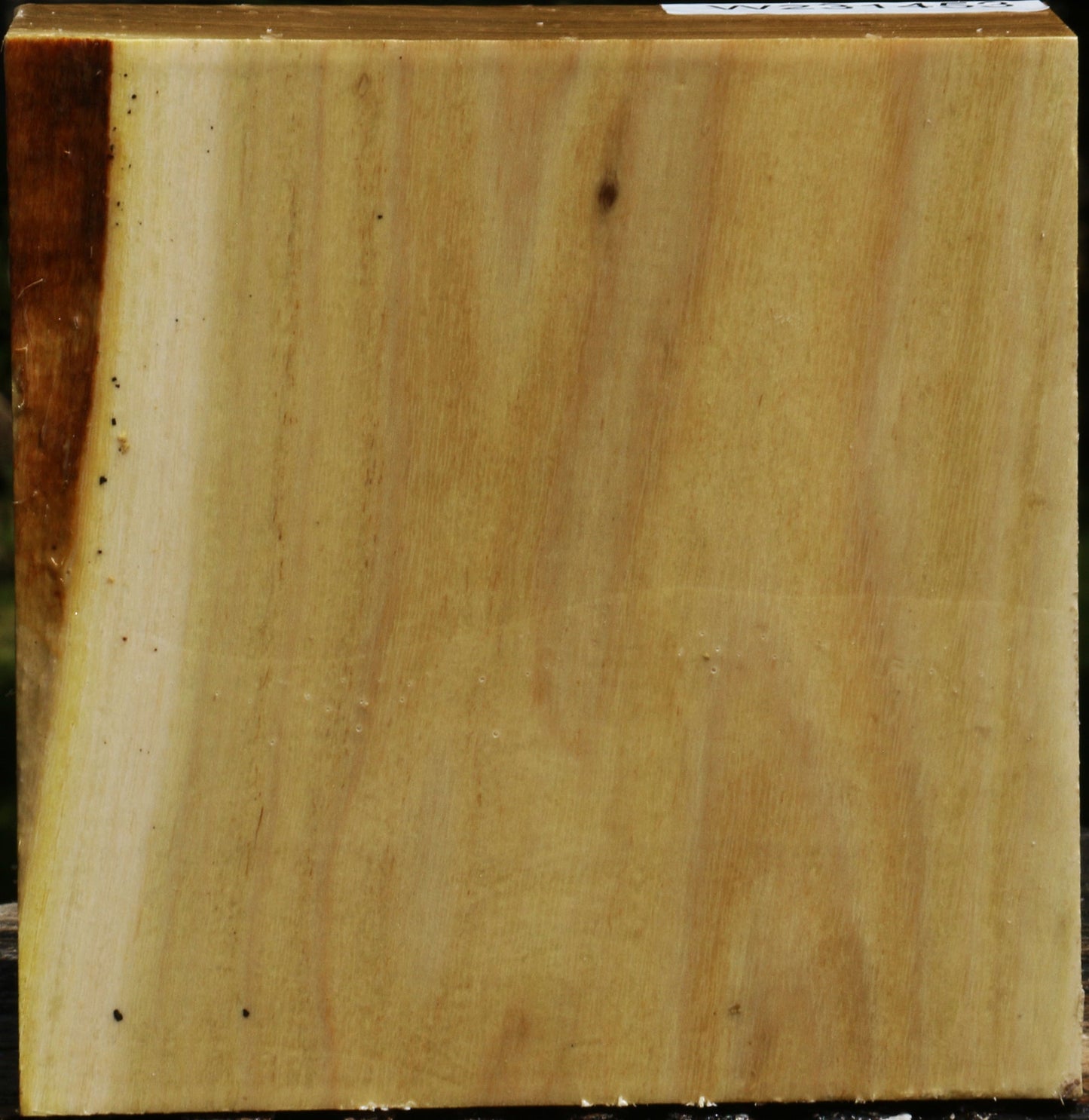 Black Locust Bowl Blank