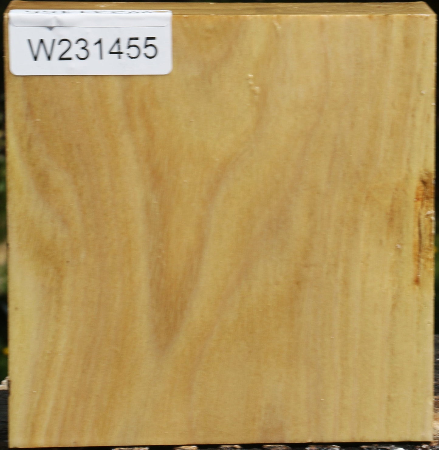 Black Locust Bowl Blank