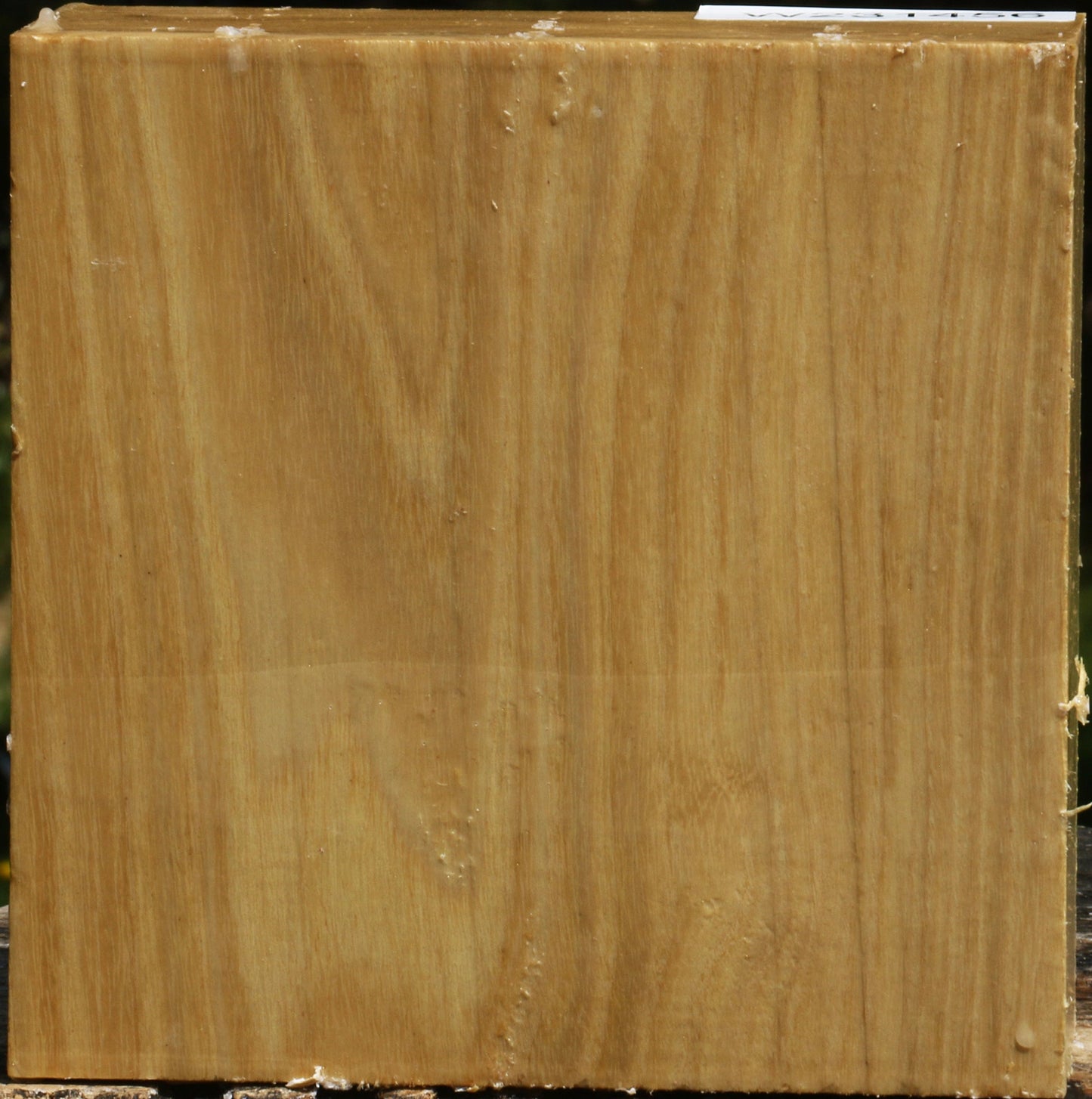 Black Locust Bowl Blank