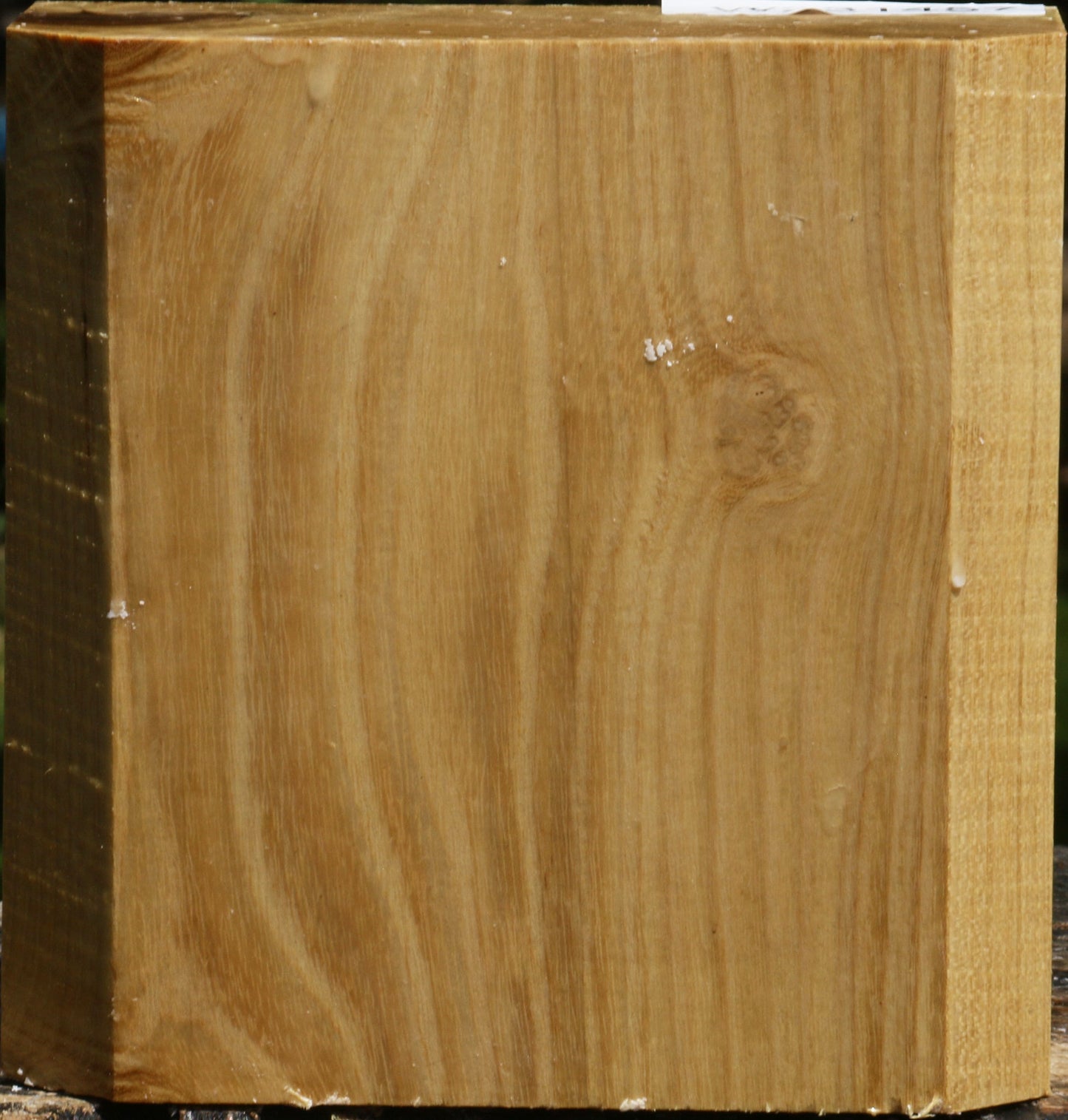 Black Locust Bowl Blank