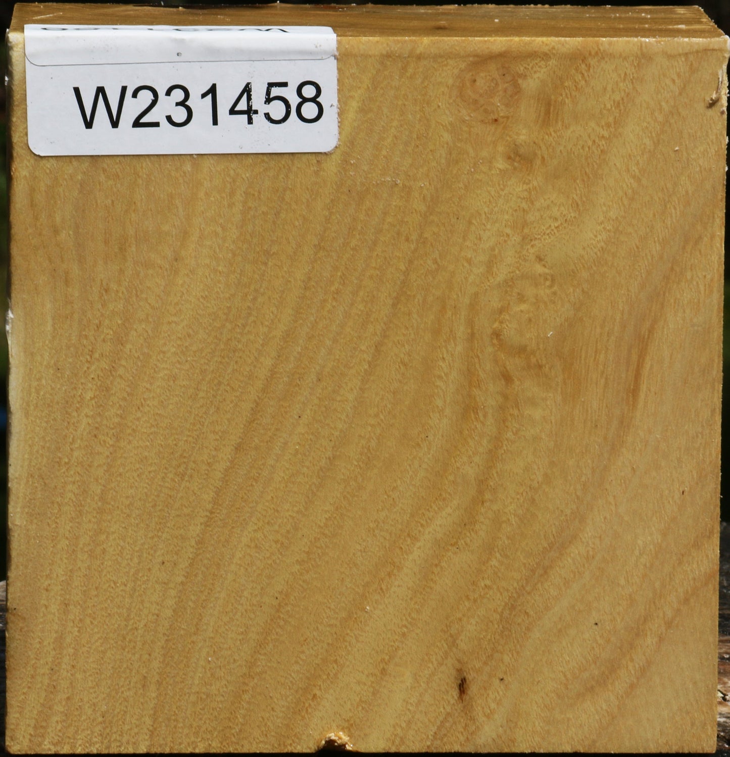 Black Locust Bowl Blank