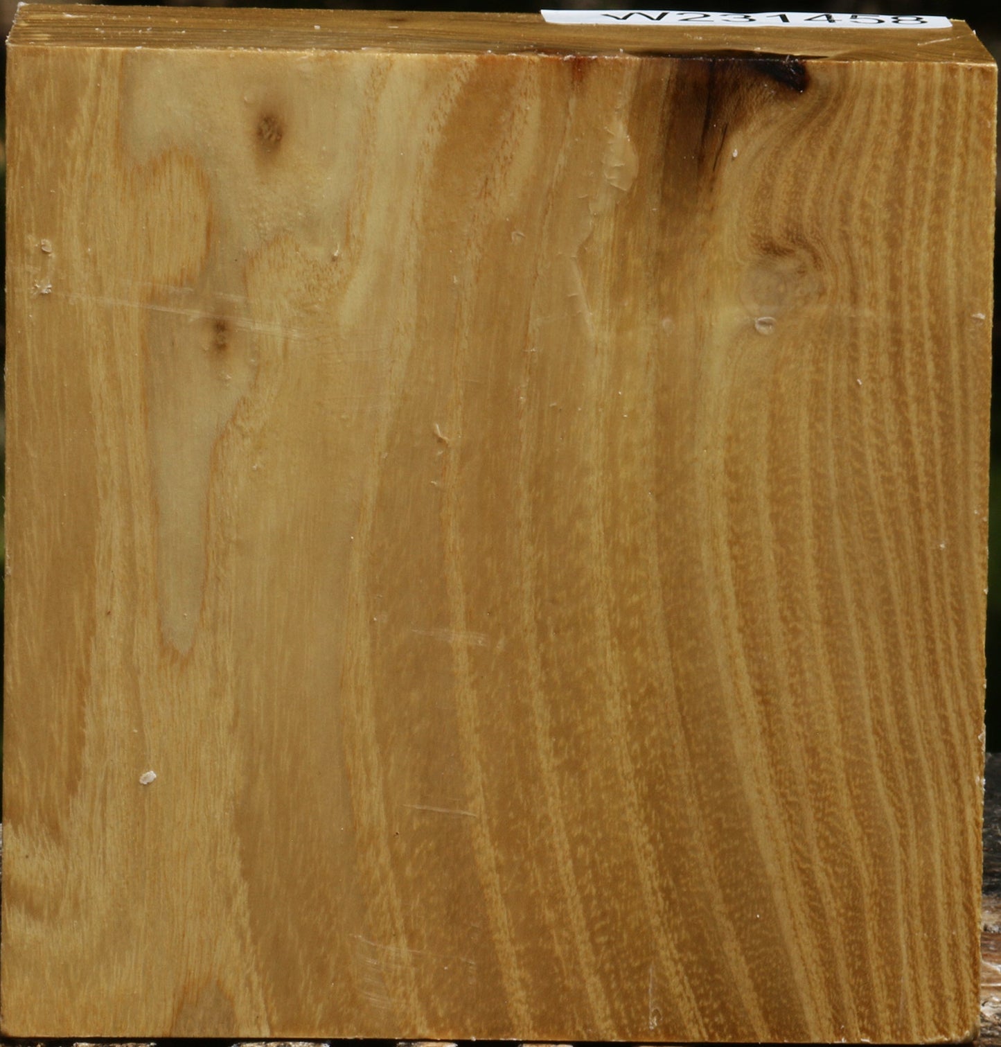 Black Locust Bowl Blank