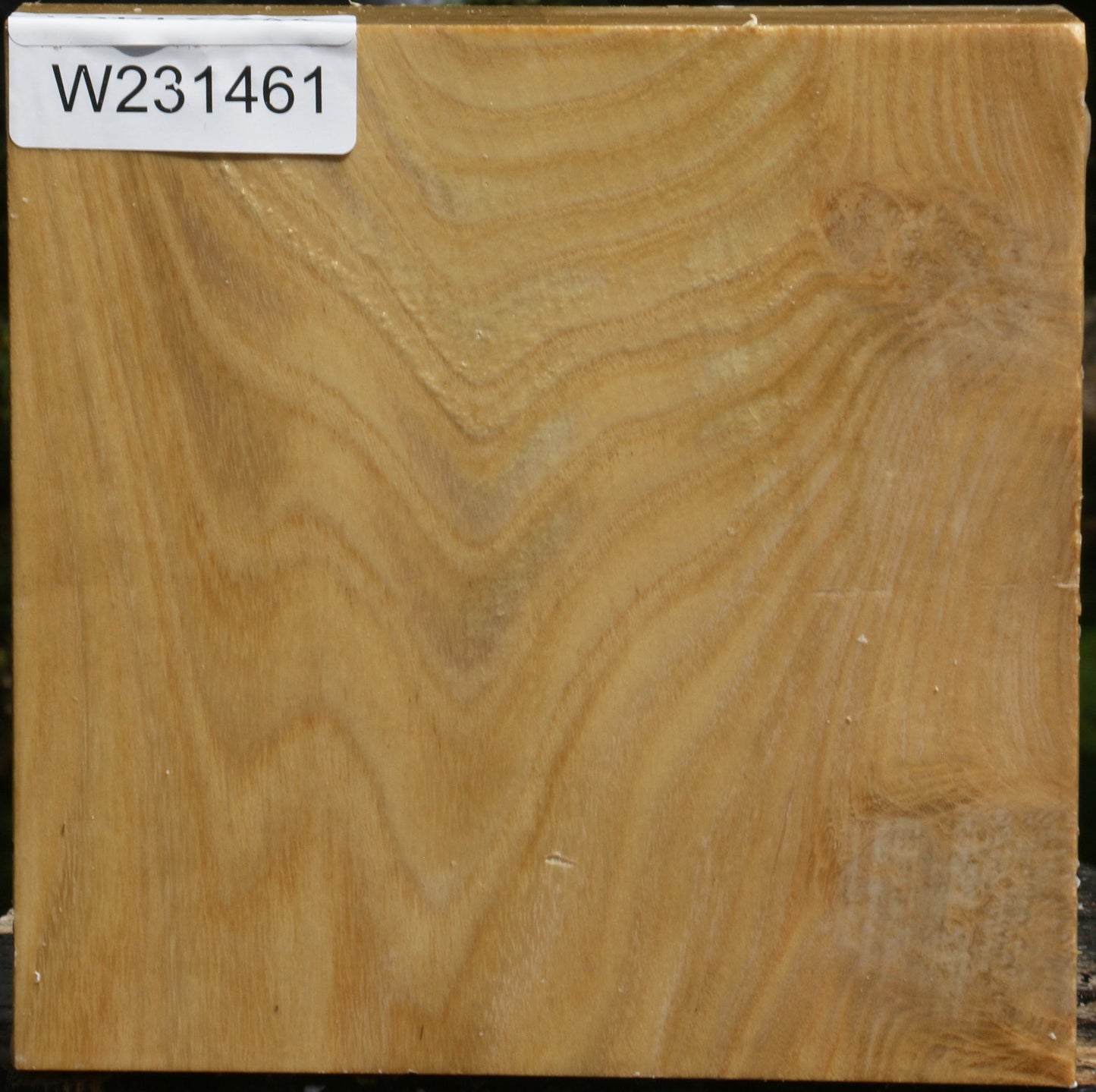 Figured Black Locust Bowl Blank