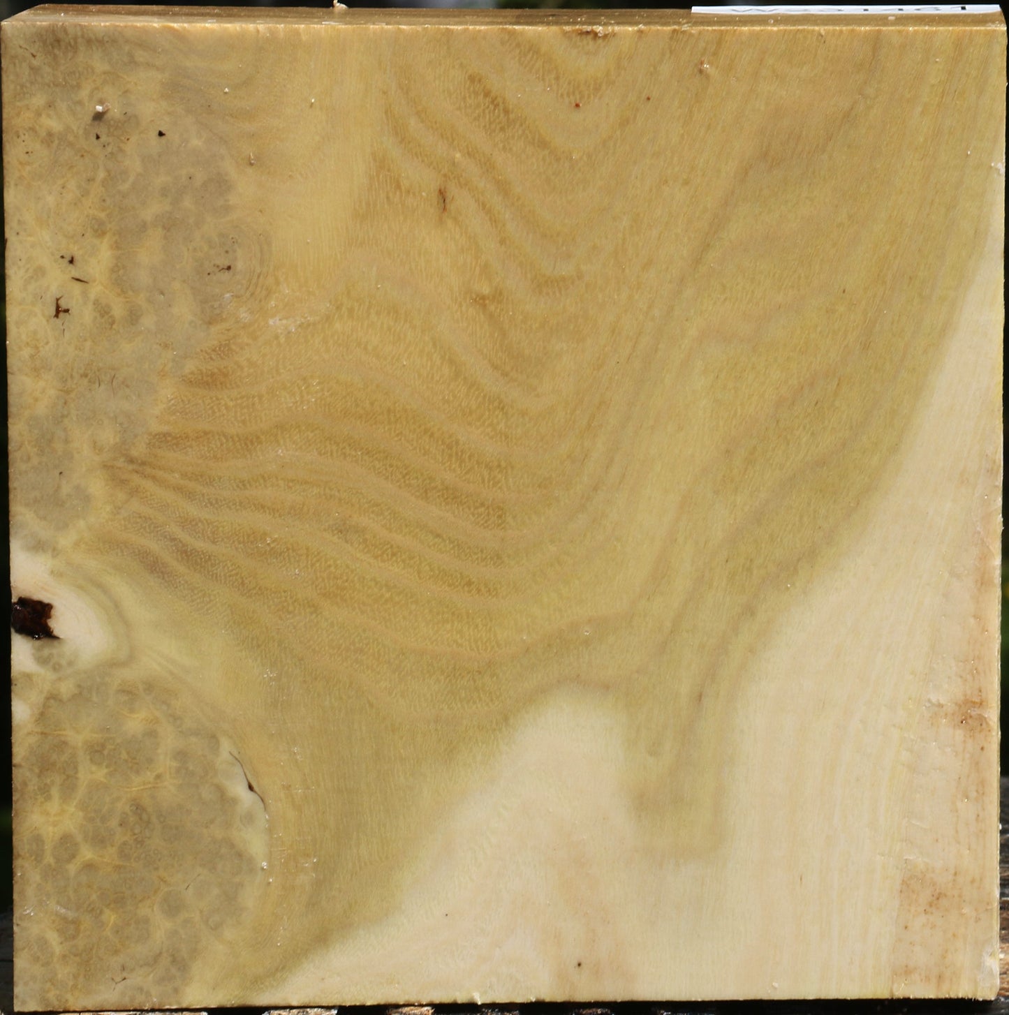 Figured Black Locust Bowl Blank