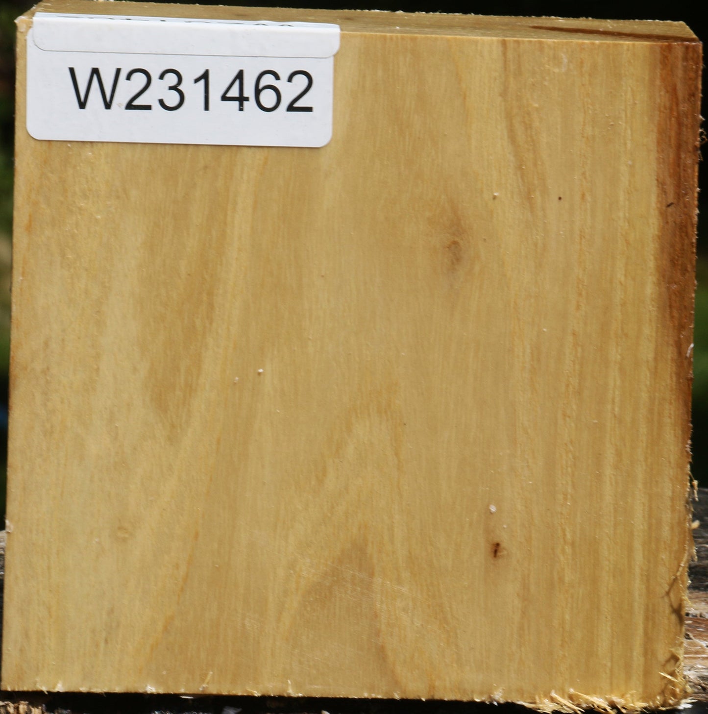 Black Locust Bowl Blank