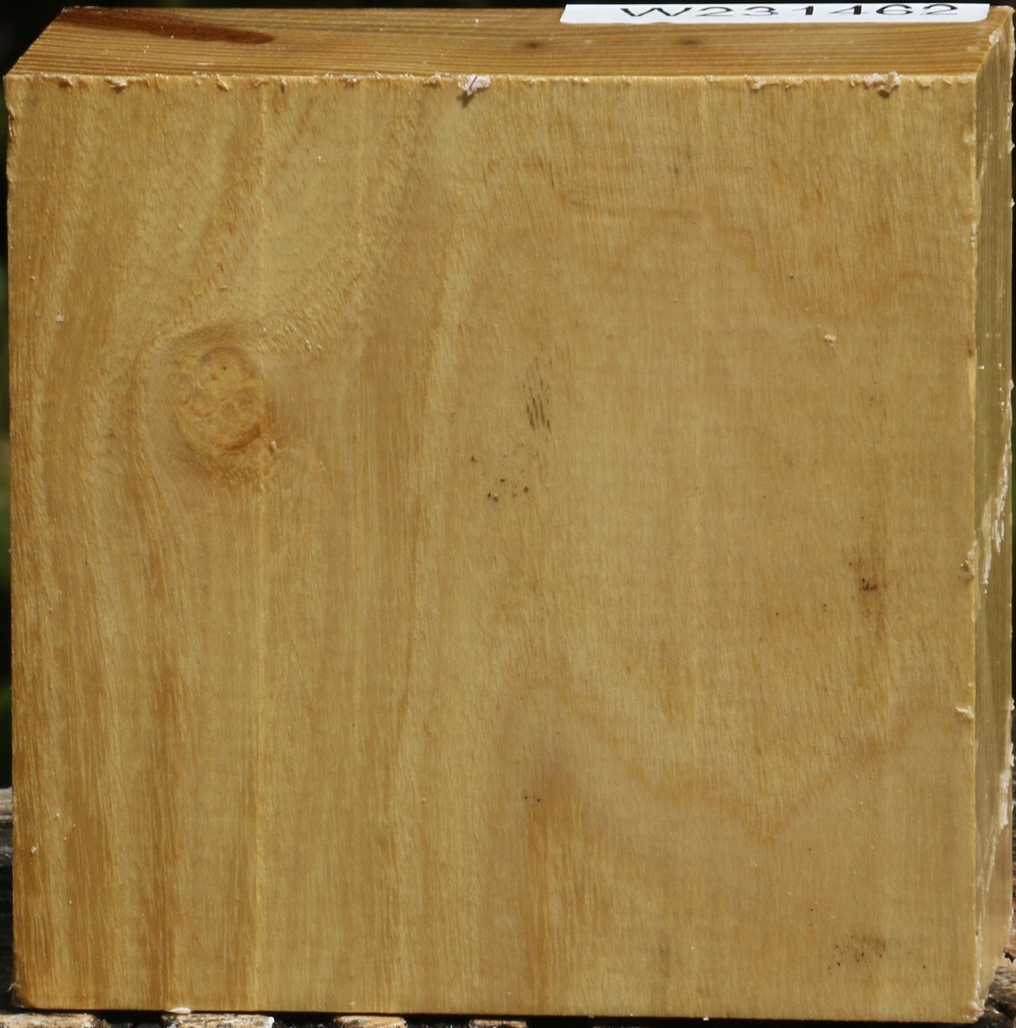 Black Locust Bowl Blank