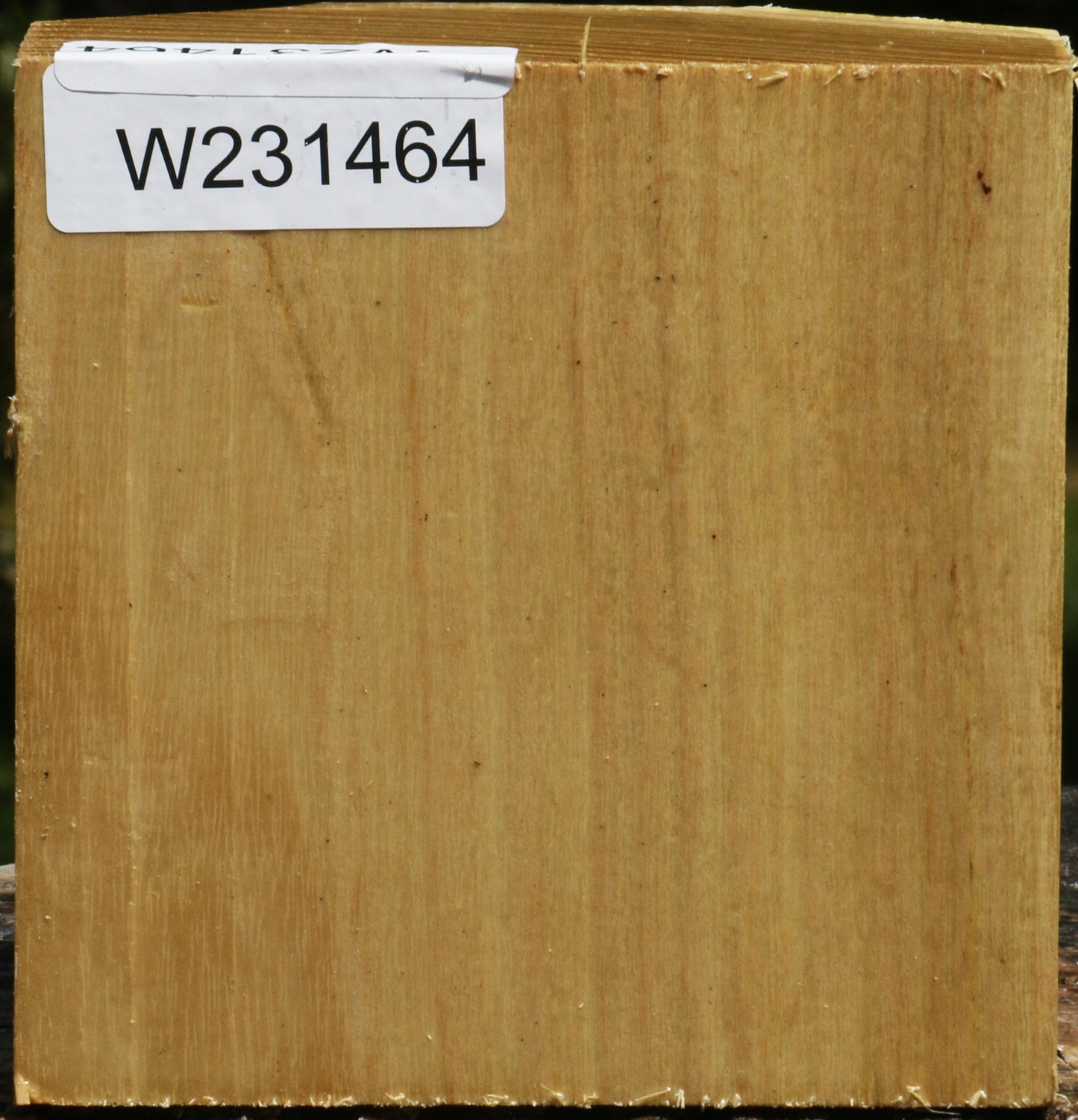 Black Locust Bowl Blank