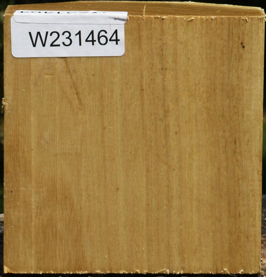 Black Locust Bowl Blank