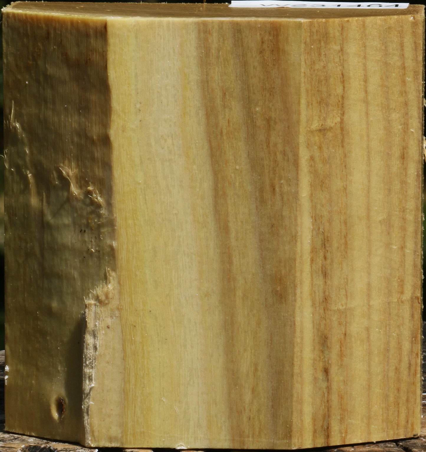 Black Locust Bowl Blank
