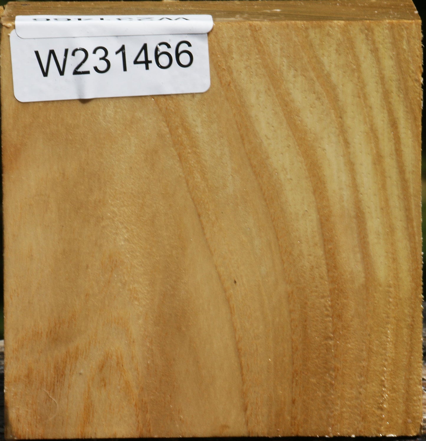 Black Locust Bowl Blank