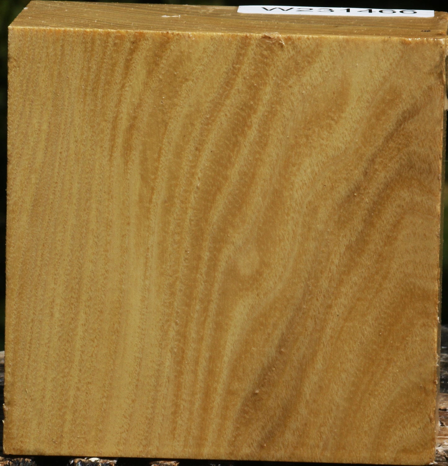 Black Locust Bowl Blank