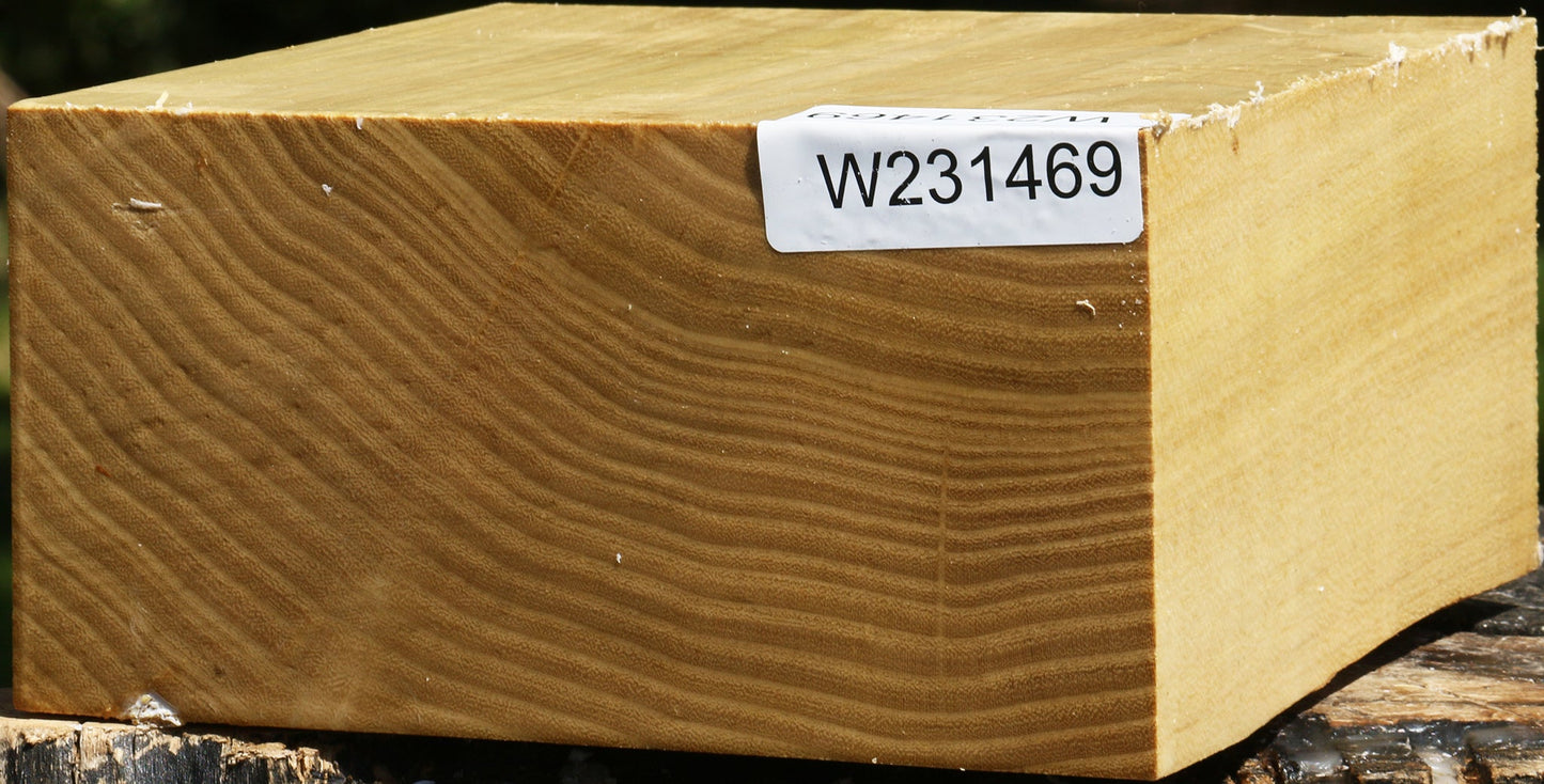 Black Locust Bowl Blank