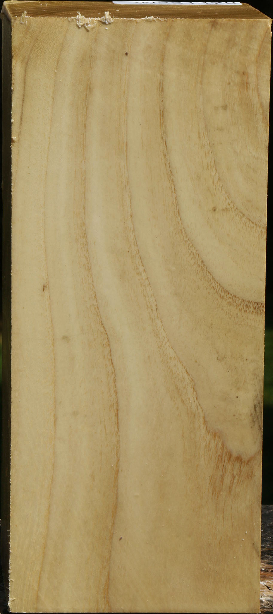 Black Locust Vessel Blank