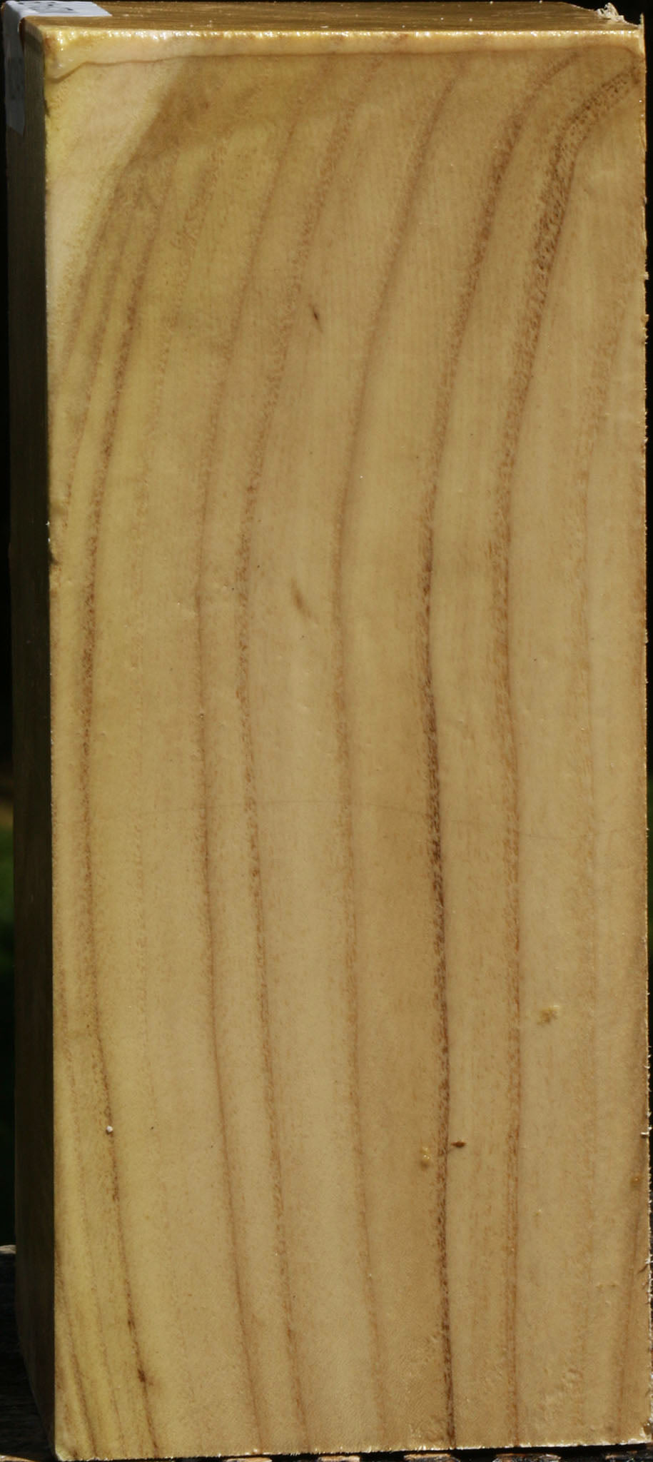 Black Locust Vessel Blank