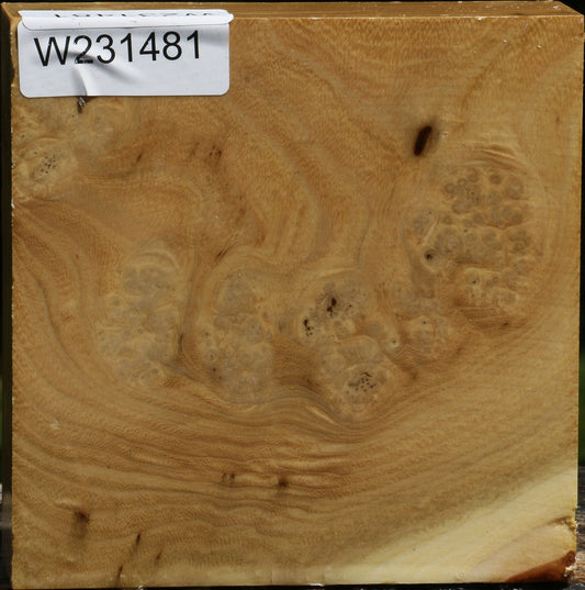 Black Locust Burl Bowl Blank