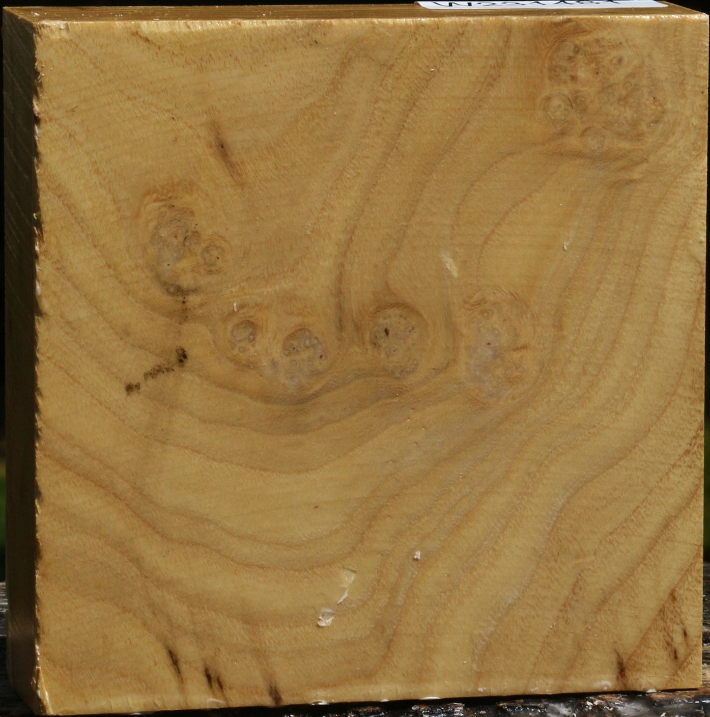 Black Locust Burl Bowl Blank