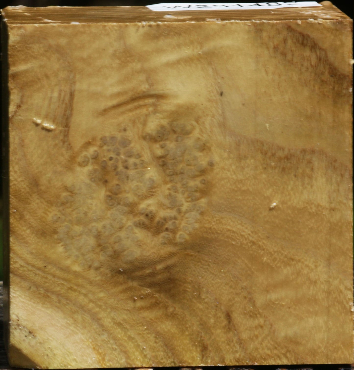 Black Locust Burl Bowl Blank