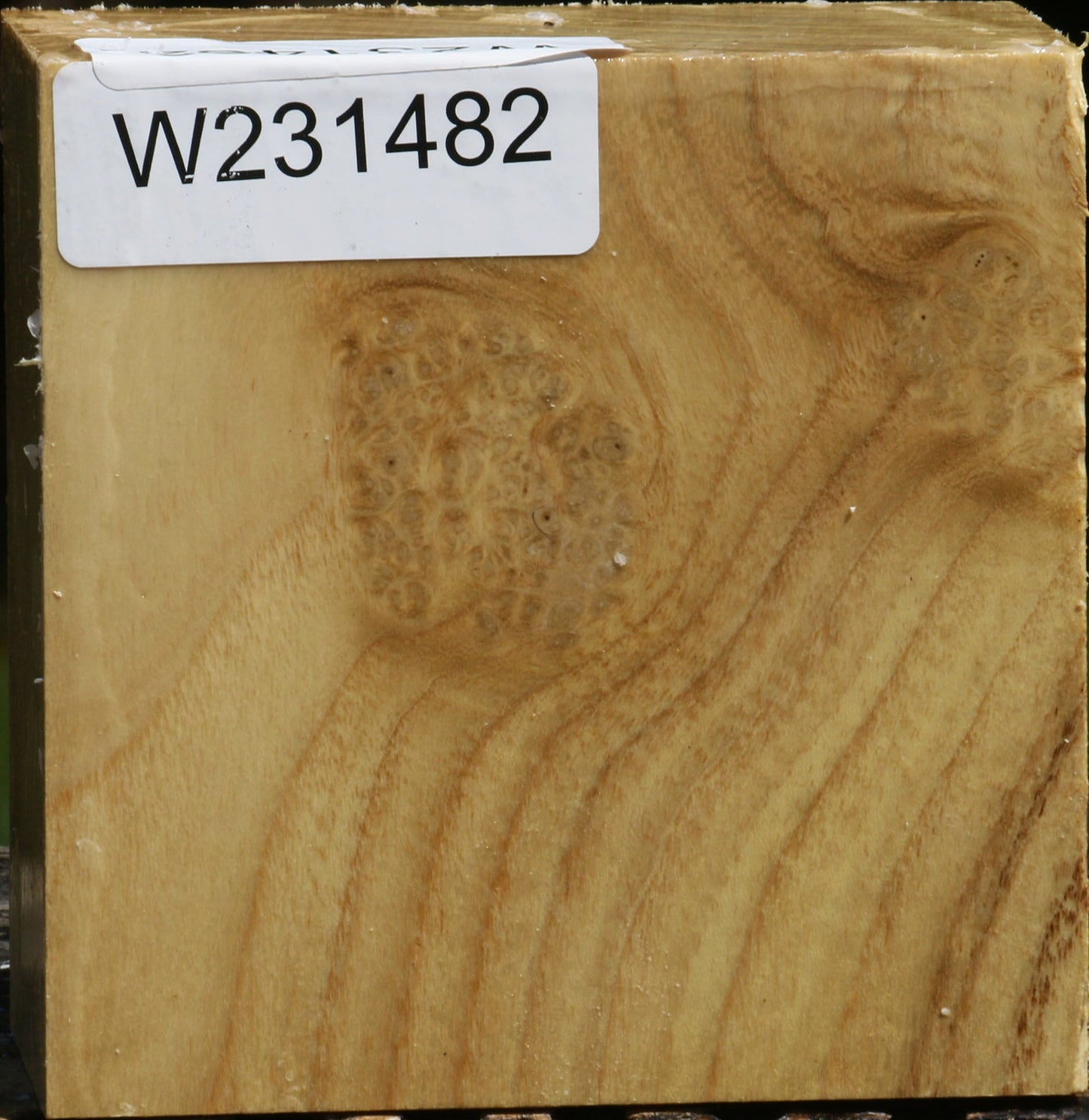 Black Locust Burl Bowl Blank