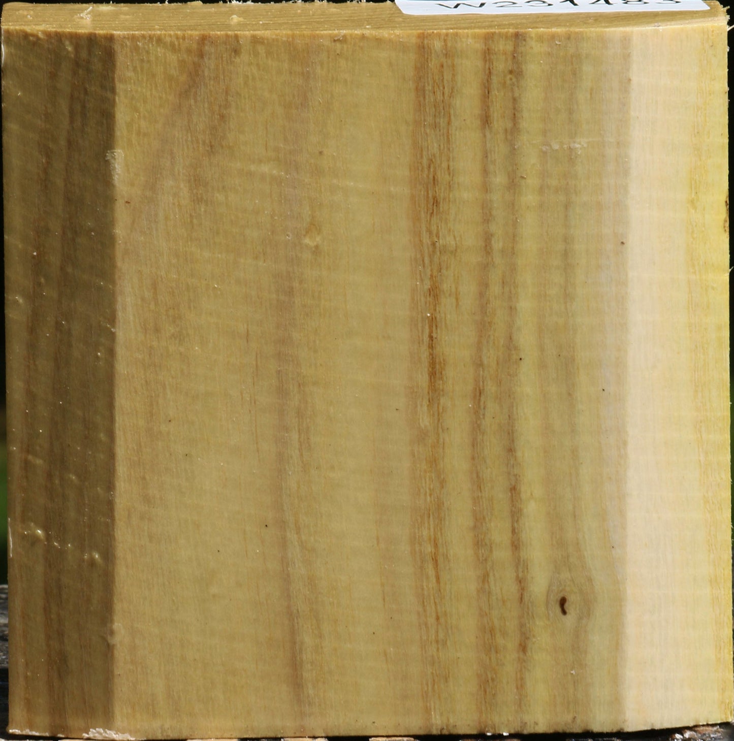 Black Locust Bowl Blank