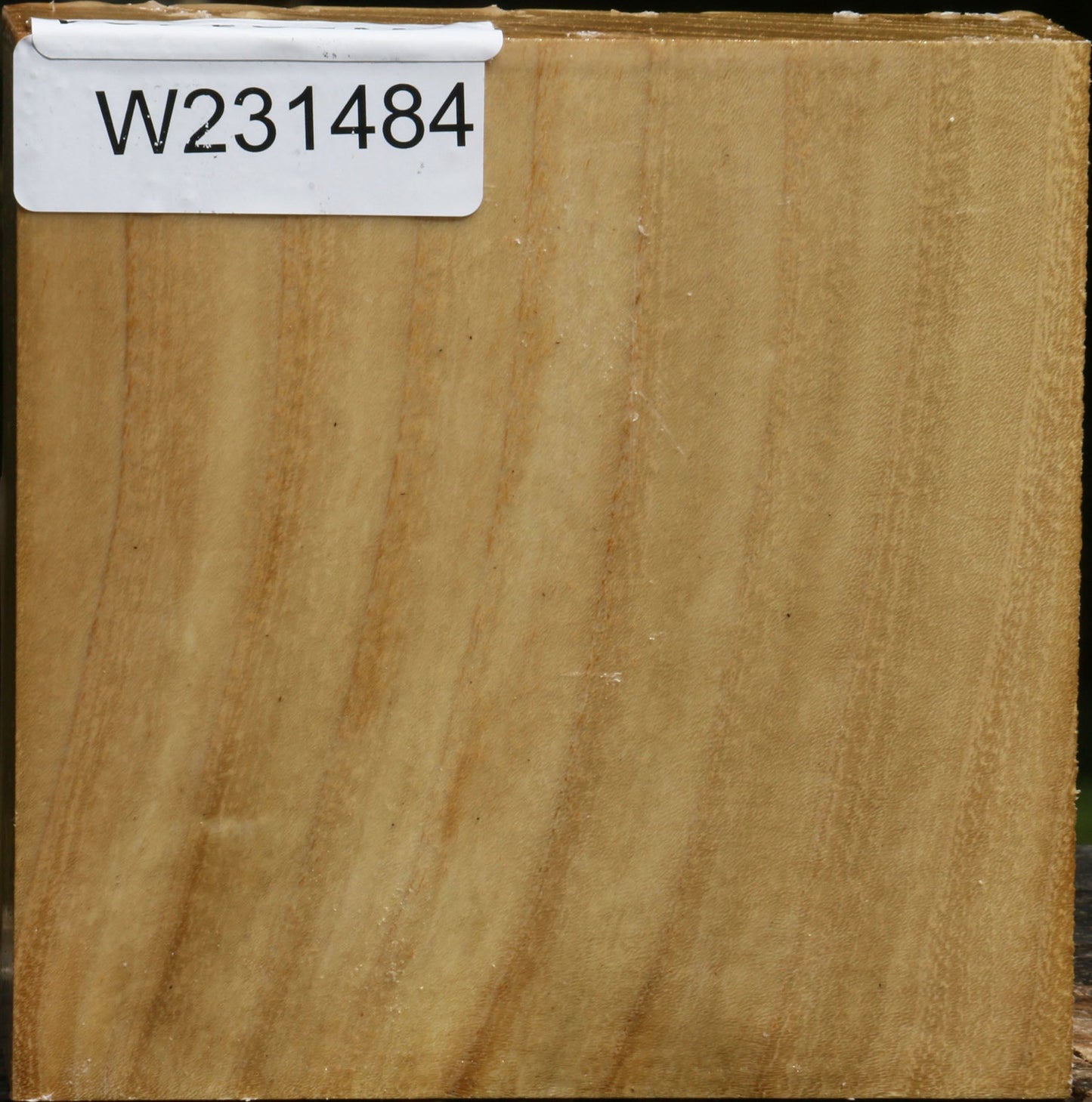 Black Locust Bowl Blank