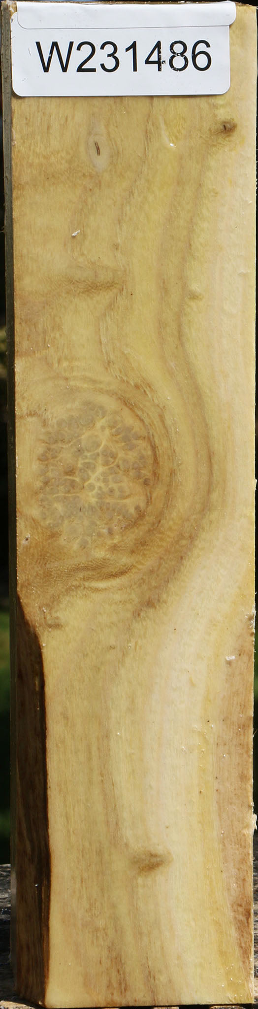 Black Locust Peppermill