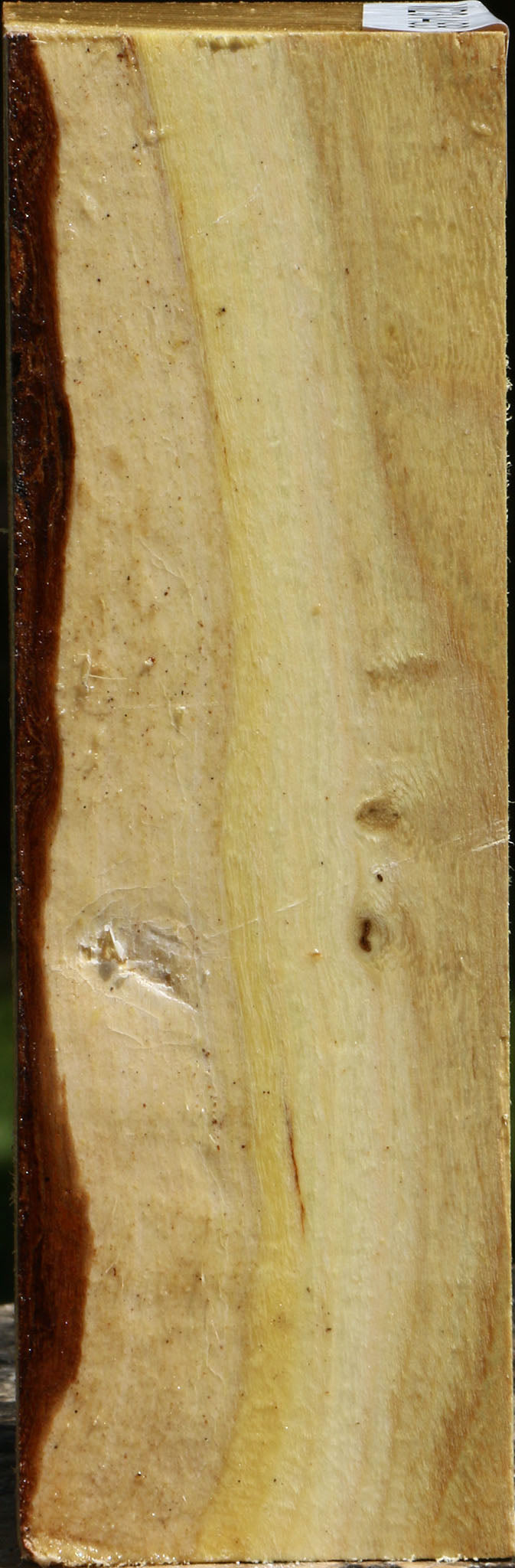 Black Locust Turning Square