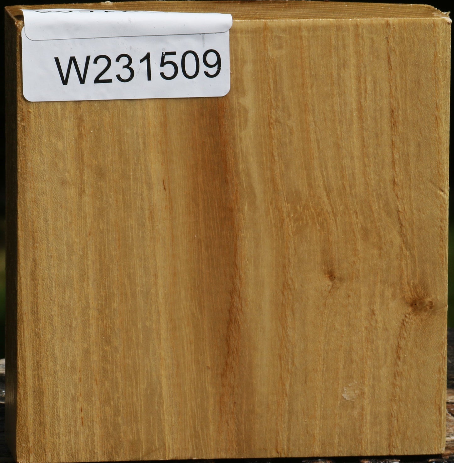 Black Locust Bowl Blank