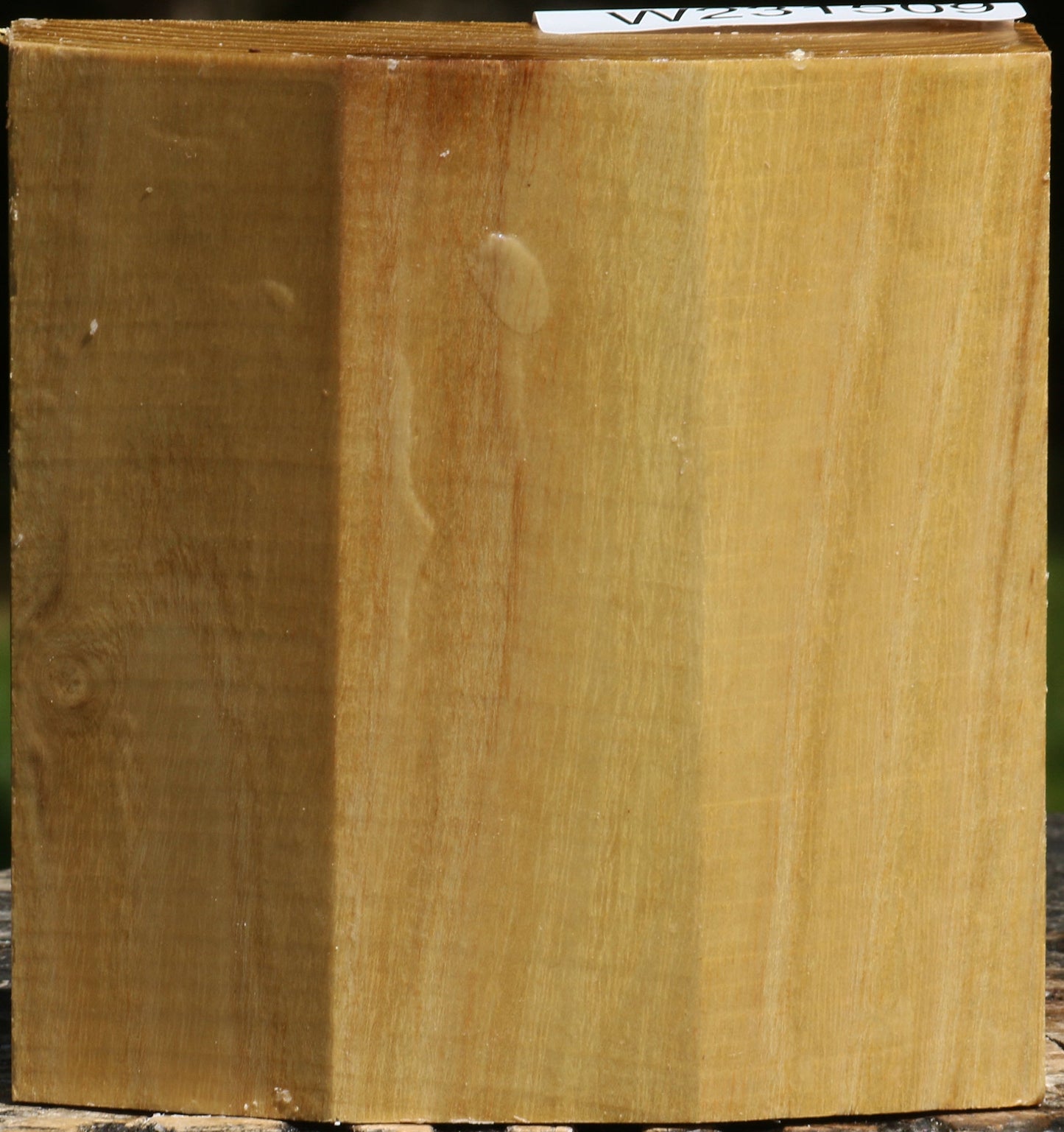 Black Locust Bowl Blank
