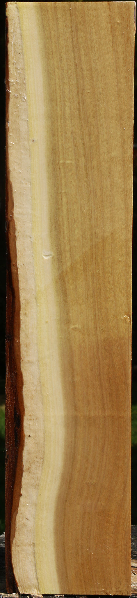Black Locust Vessel Blank