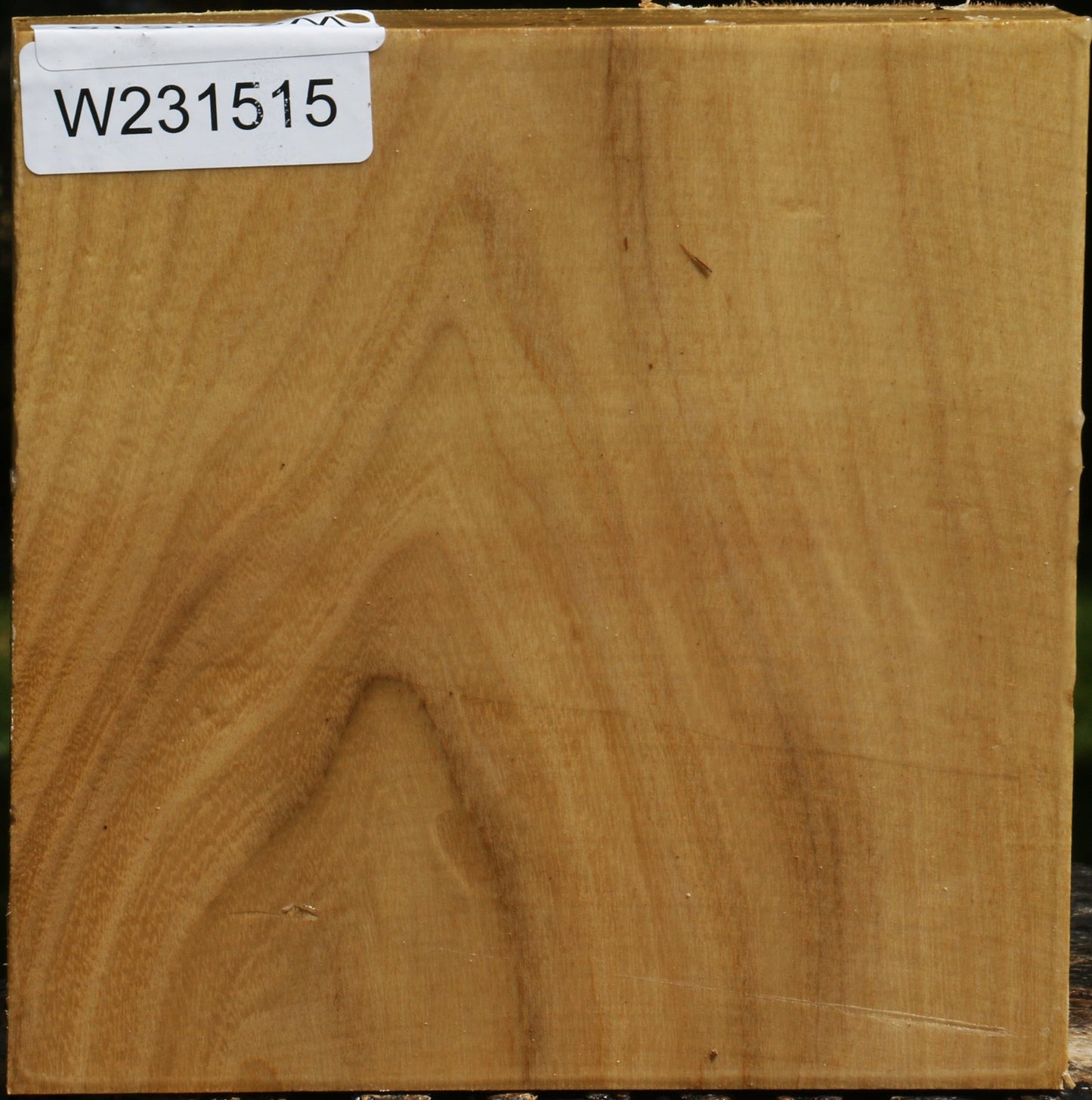 Black Locust Bowl Blank