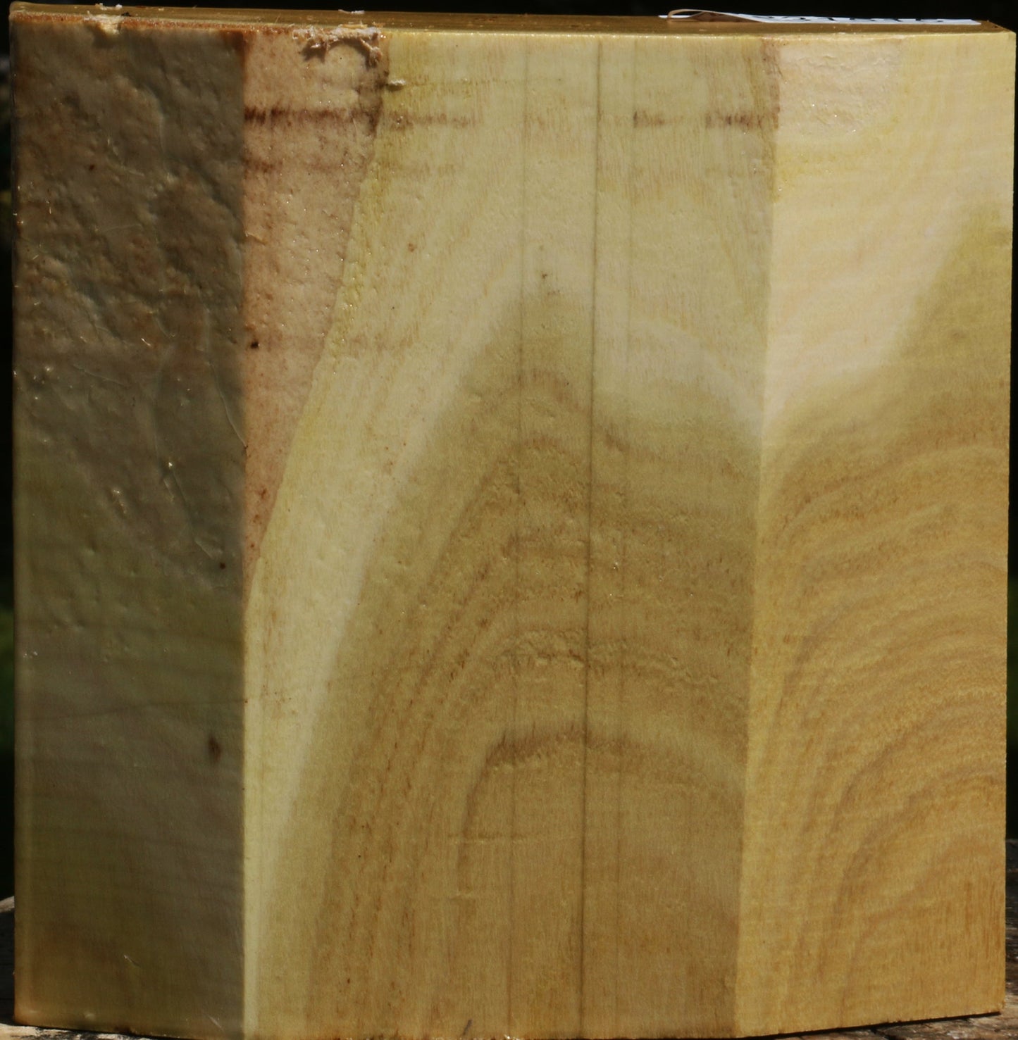 Black Locust Bowl Blank