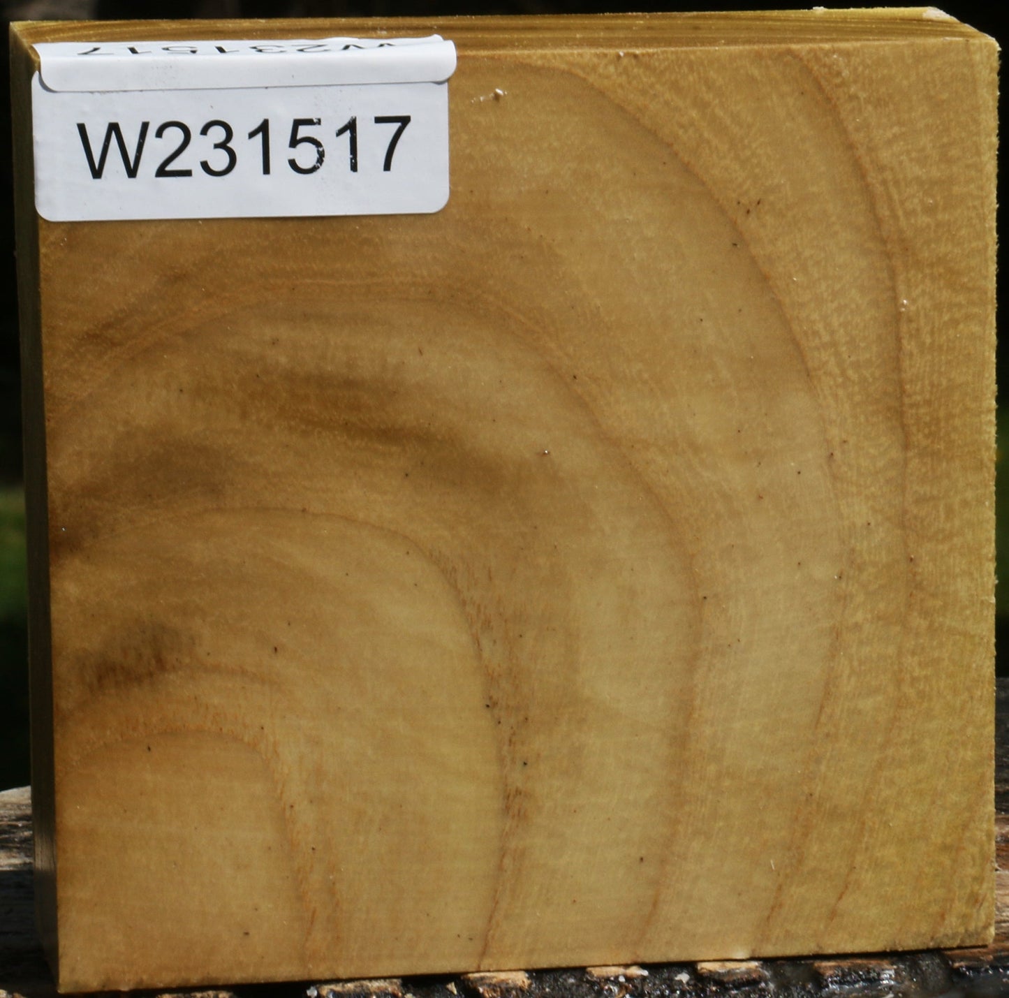 Black Locust Bowl Blank